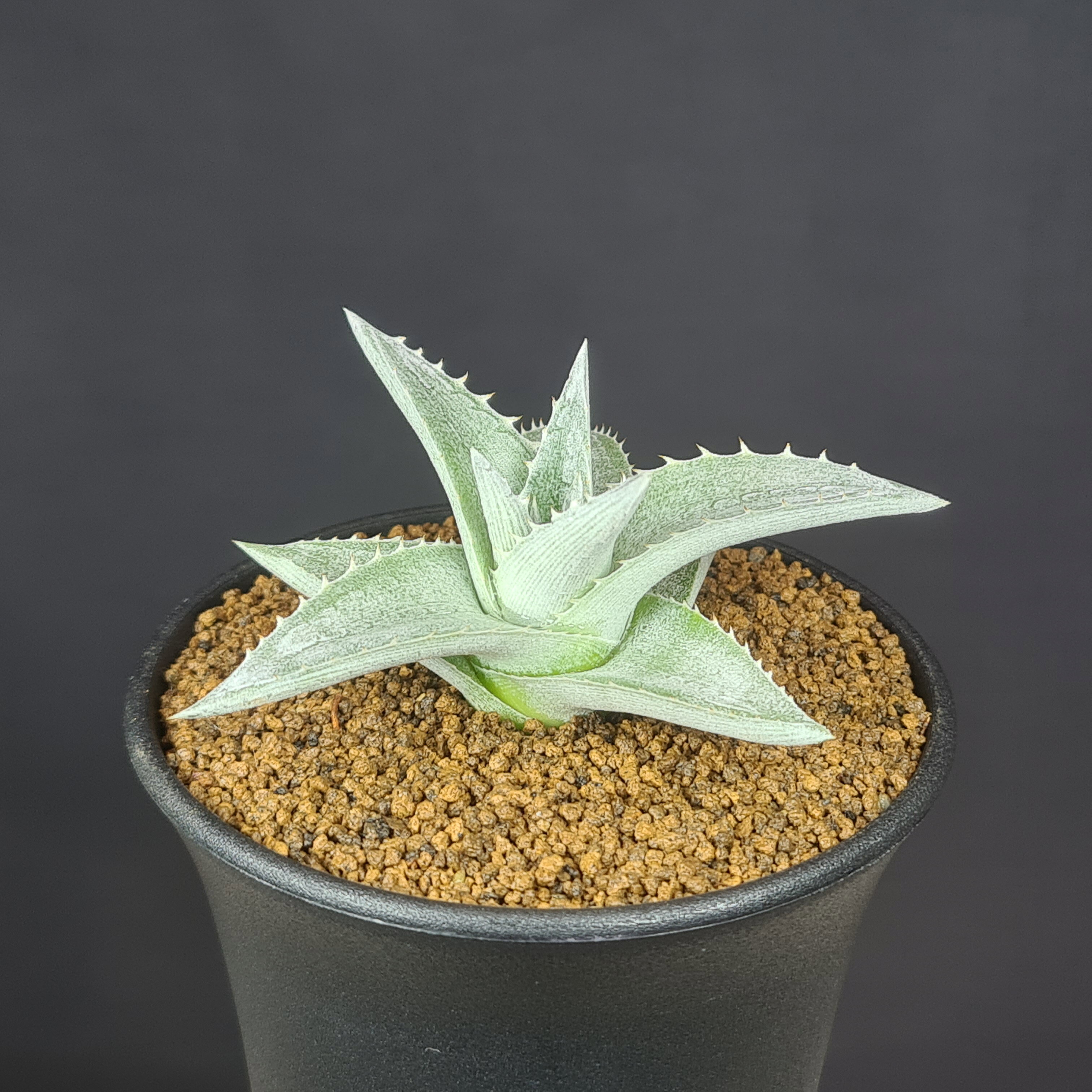 ディッキア・プラティフィラ 9cm鉢 カクタス長田 ブロメリア 多肉植物 アナナス 珍奇植物 サキュレントプランツ パイナップル科 サボテン
