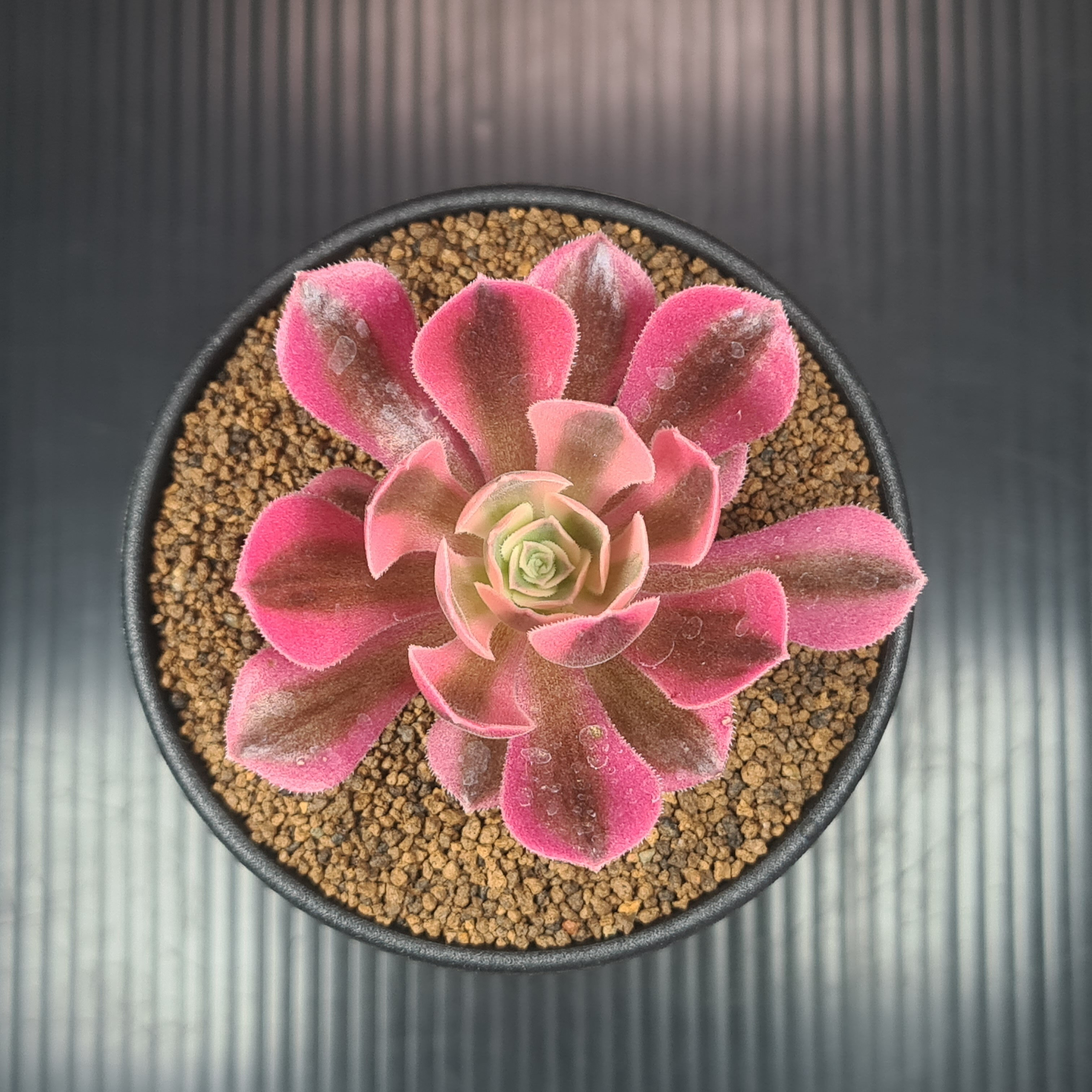 アエオニウム・ピンクウィッチ 9cm鉢 ベンケイソウ科 多肉植物 斑入り品種 珍奇植物 サキュレントプランツ 冬型 ロゼット 園芸品種のサムネイル