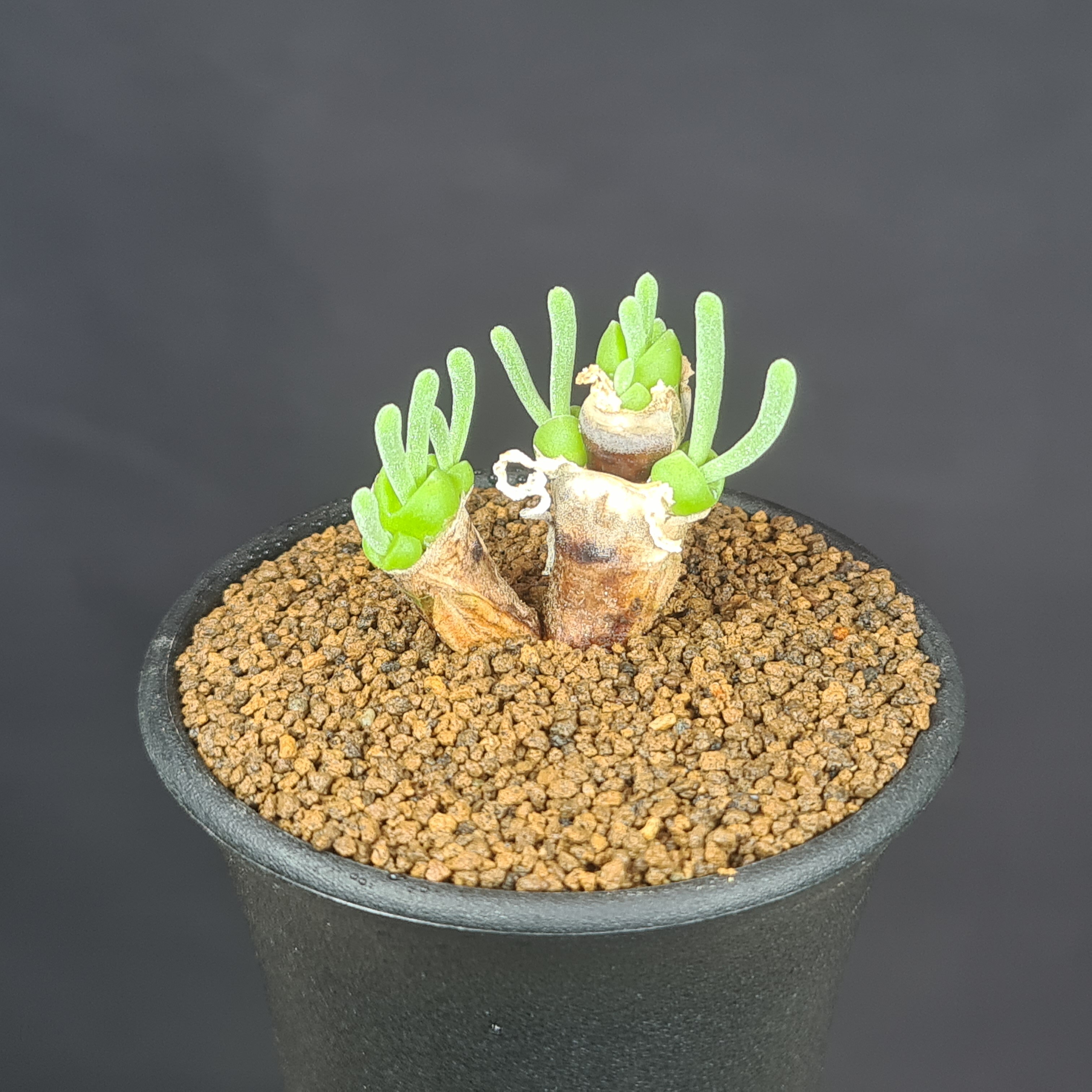 モニラリア・モニリフォルミス 7.5cm鉢 カクタス長田 ハマミズナ科 冬型メセン うさぎ耳 南アフリカ原産 多肉植物 モニリフォルメ 塊根性のサムネイル