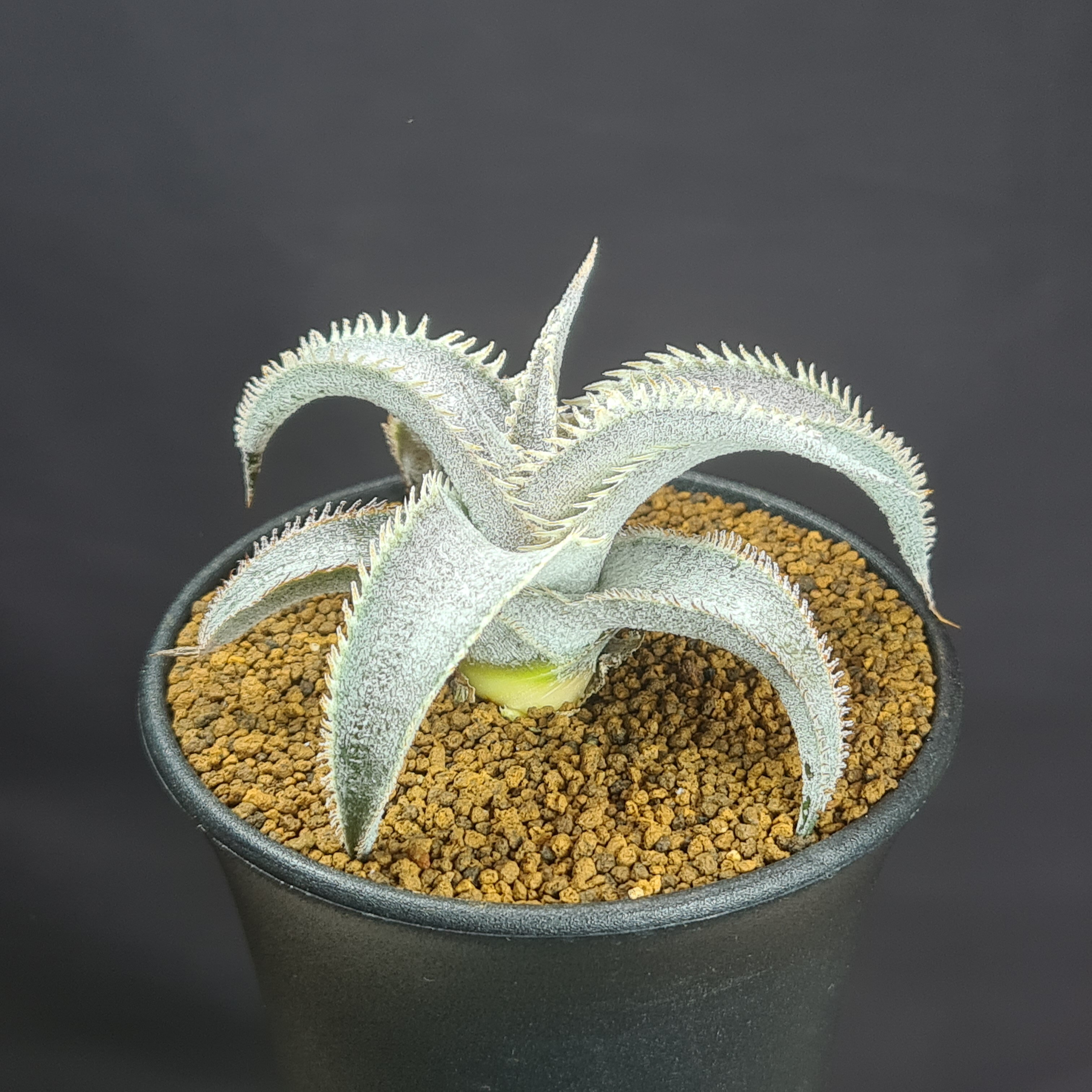 楽天市場】dyckia（種類（植物）ディッキア）（花・ガーデン・DIY）の通販