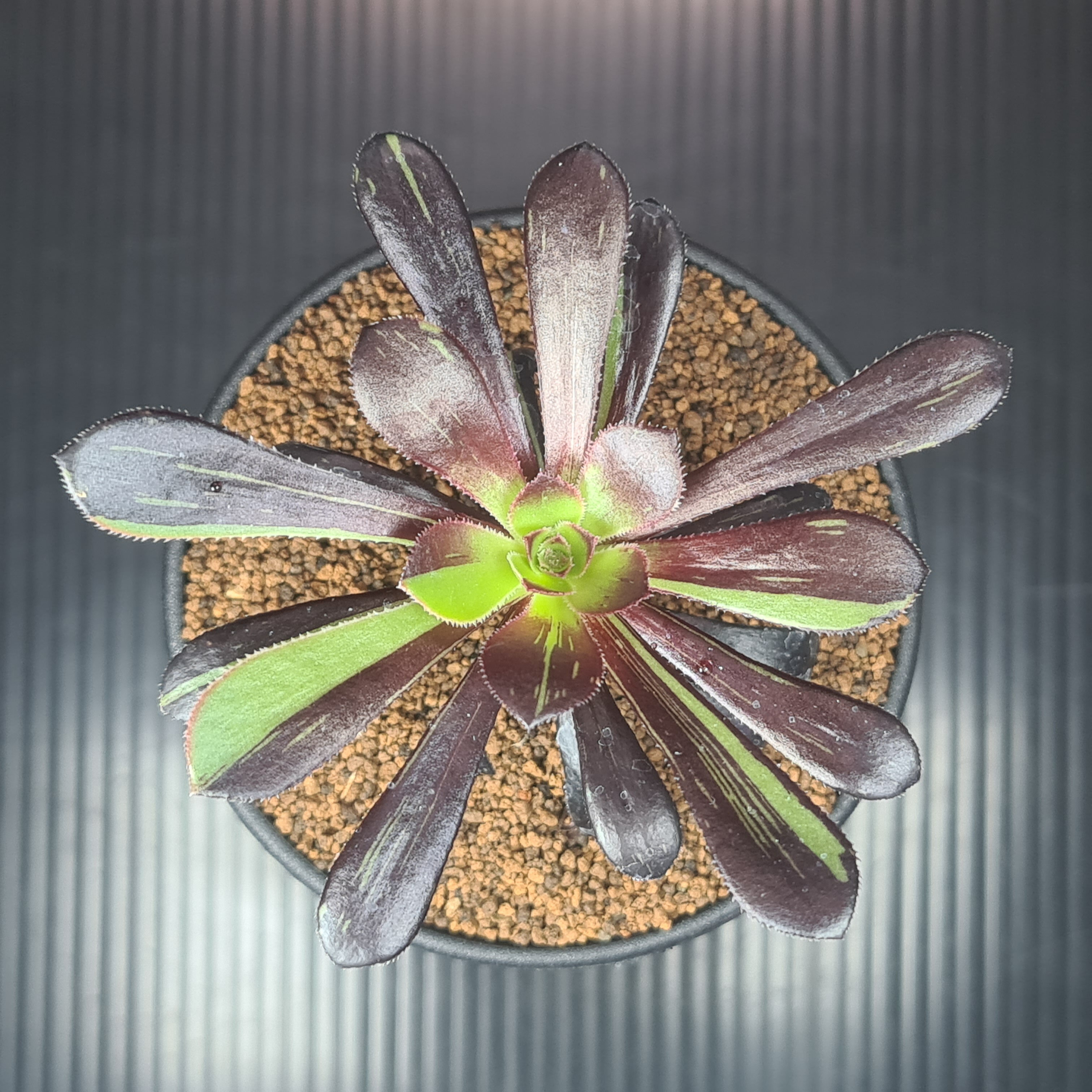 アエオニウム・ビッグバン 9cm鉢 カクタス長田 ベンケイソウ科 冬型多肉植物 斑入り品種 珍奇植物 サキュレントプランツ 園芸品種