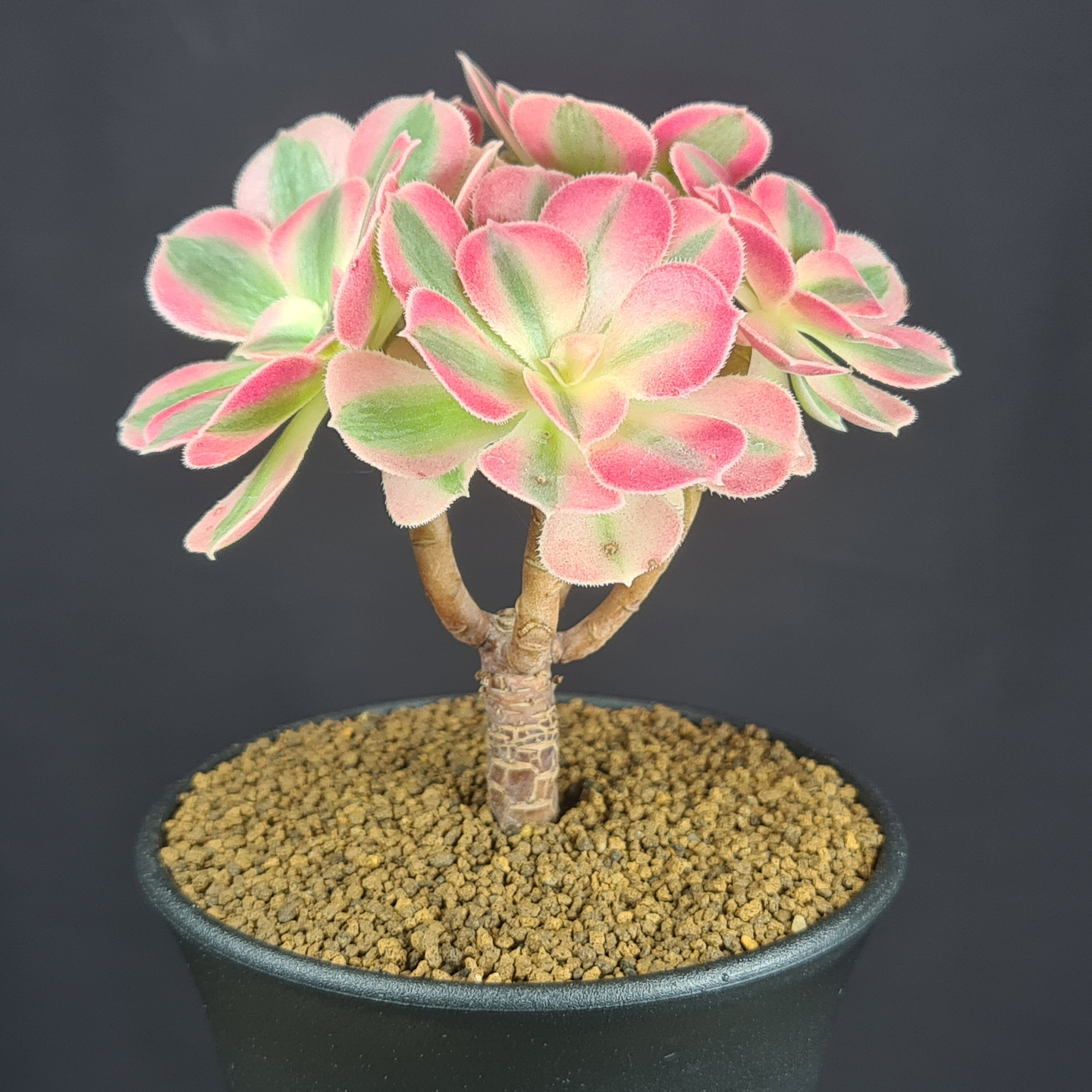 楽天市場】多肉 植物 アエオニウム（観葉植物｜花・観葉植物）：花