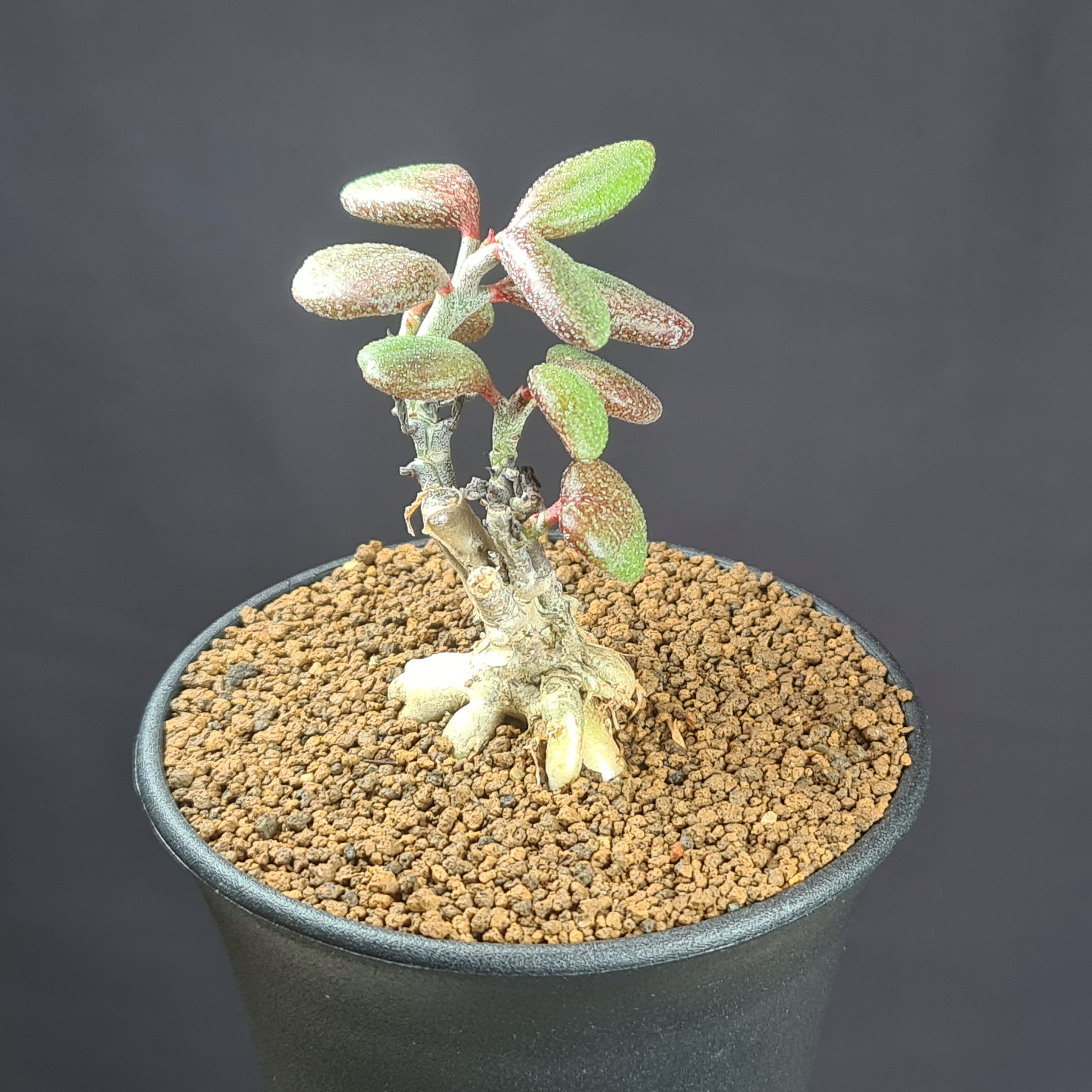 チレコドン・ステノカウリス 9cm鉢 カクタス長田 ベンケイソウ科 多肉植物 冬型 コーデックス 小型種 塊根植物 珍奇植物