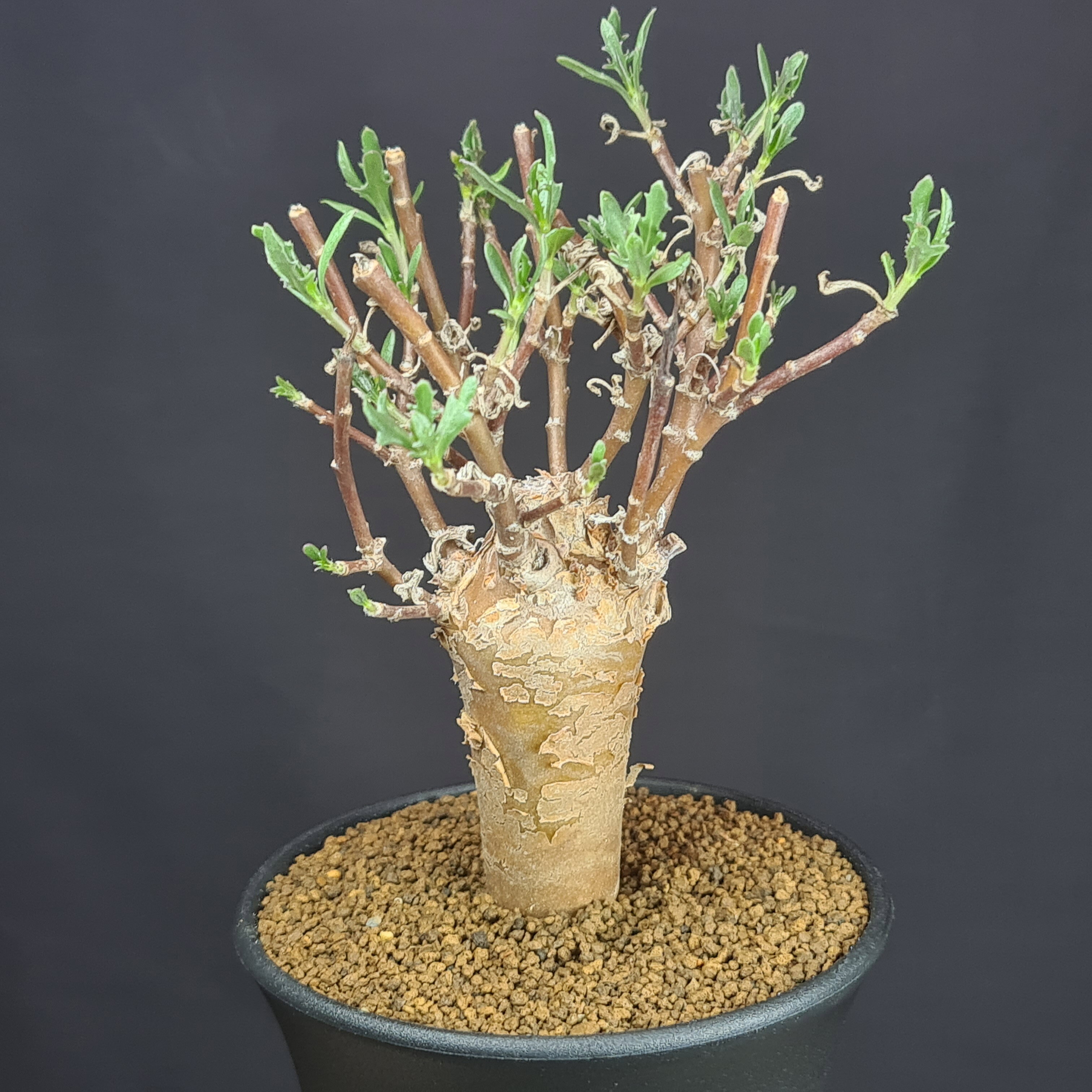 楽天市場】多肉植物 鉢（種類（植物）パキポディウム）（観葉植物｜花