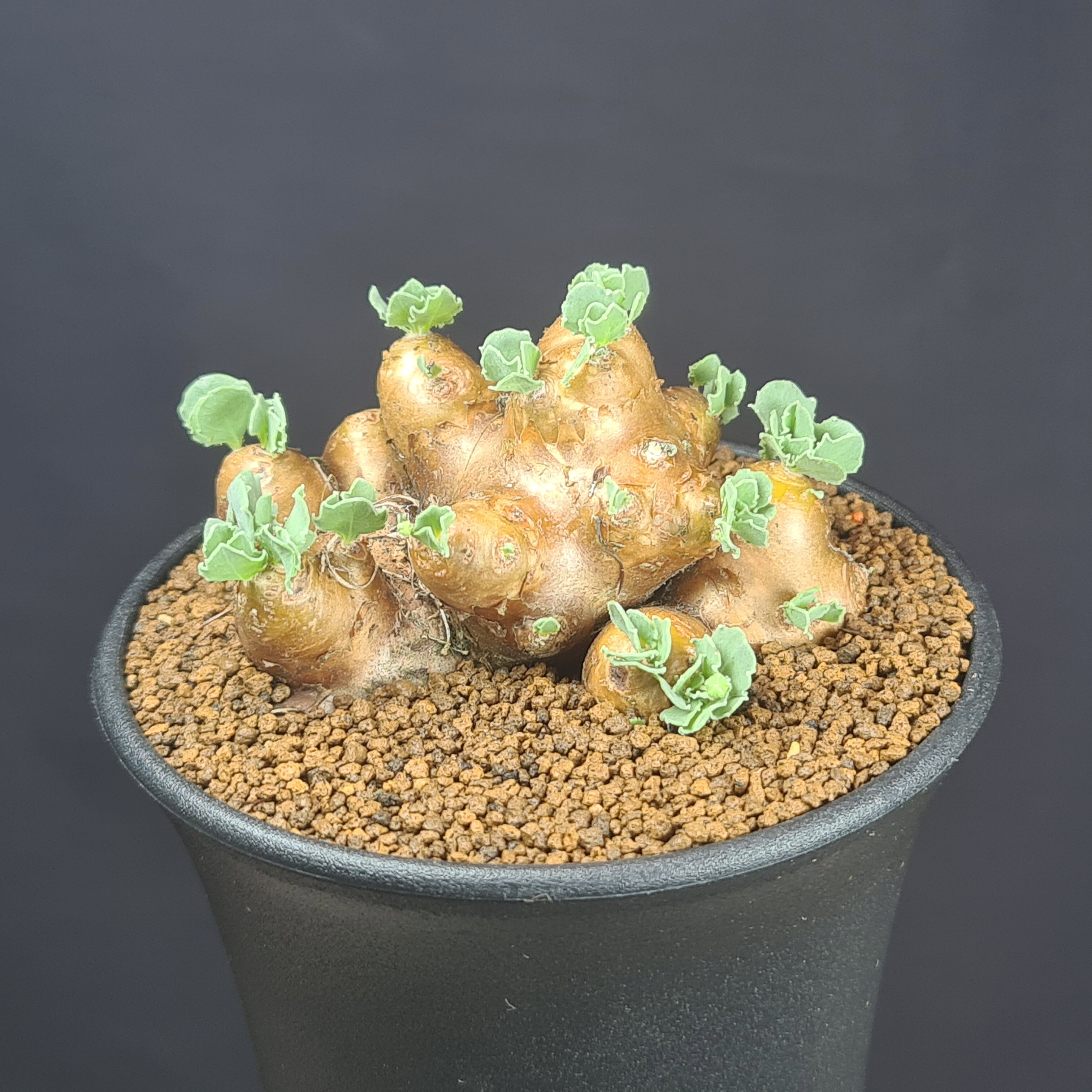 楽天市場】コーデックス 植物の通販