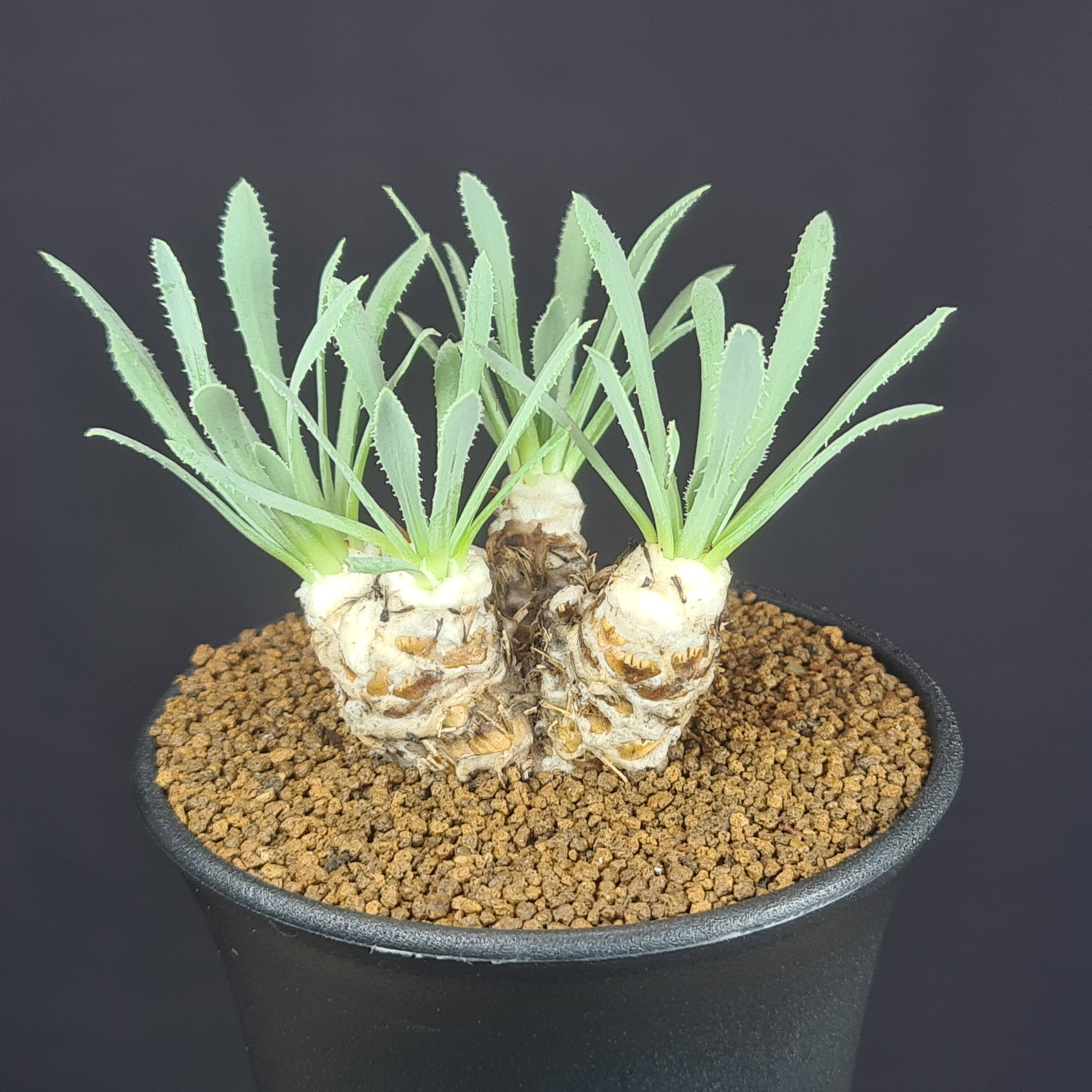 楽天市場】塊根（種類（植物）ガジュマル）の通販