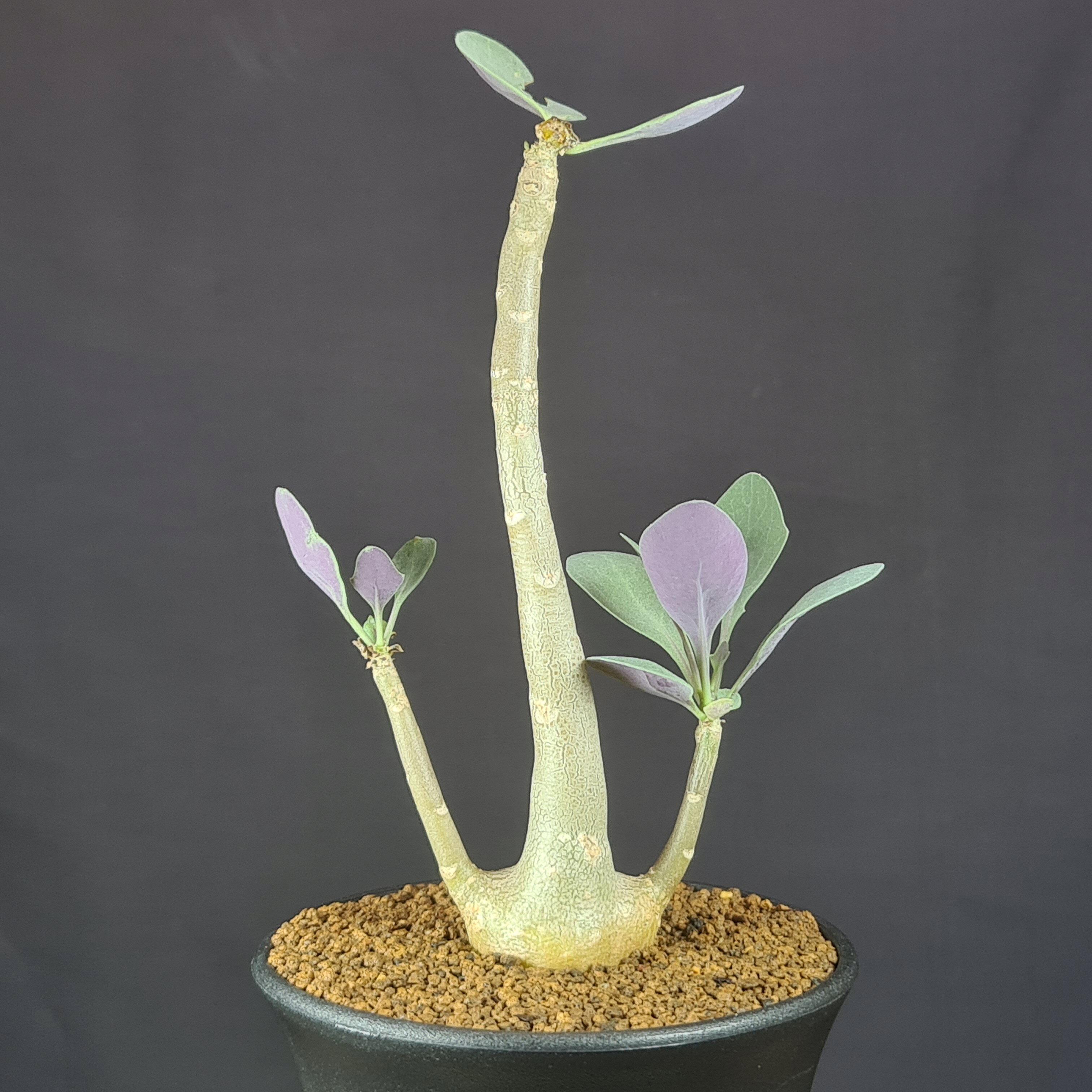 楽天市場】塊根（種類（植物）ガジュマル）の通販