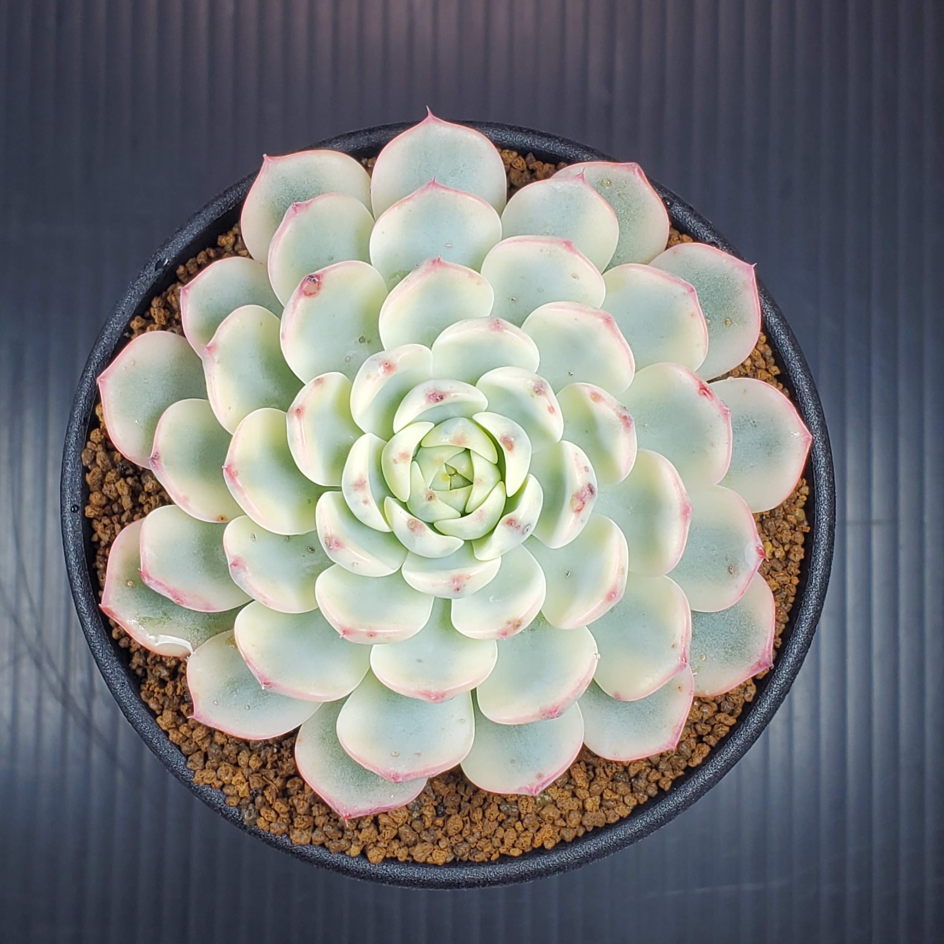 エケベリア・ブルーミニマ錦 9cm鉢 カクタス長田 ベンケイソウ科 多肉植物 多年草 珍奇植物 サキュレントプランツ ロゼット 斑入りのサムネイル