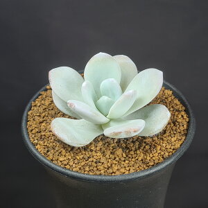 エケベリア・ラウイ 9cm鉢 カクタス長田 ベンケイソウ科 多肉植物 ブルーム 多年草 サキュレントプランツ 珍奇植物ロゼット