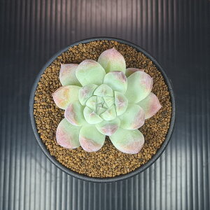 エケベリア・氷河美人 9cm鉢 カクタス長田 ベンケイソウ科 多肉植物 ロゼット 珍奇植物 サキュレントプランツ 交配種 ハイブリッド