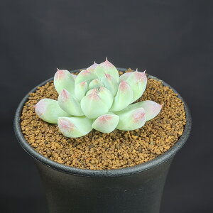 エケベリア・氷河美人 9cm鉢 カクタス長田 ベンケイソウ科 多肉植物 ロゼット 珍奇植物 サキュレントプランツ 交配種 ハイブリッド