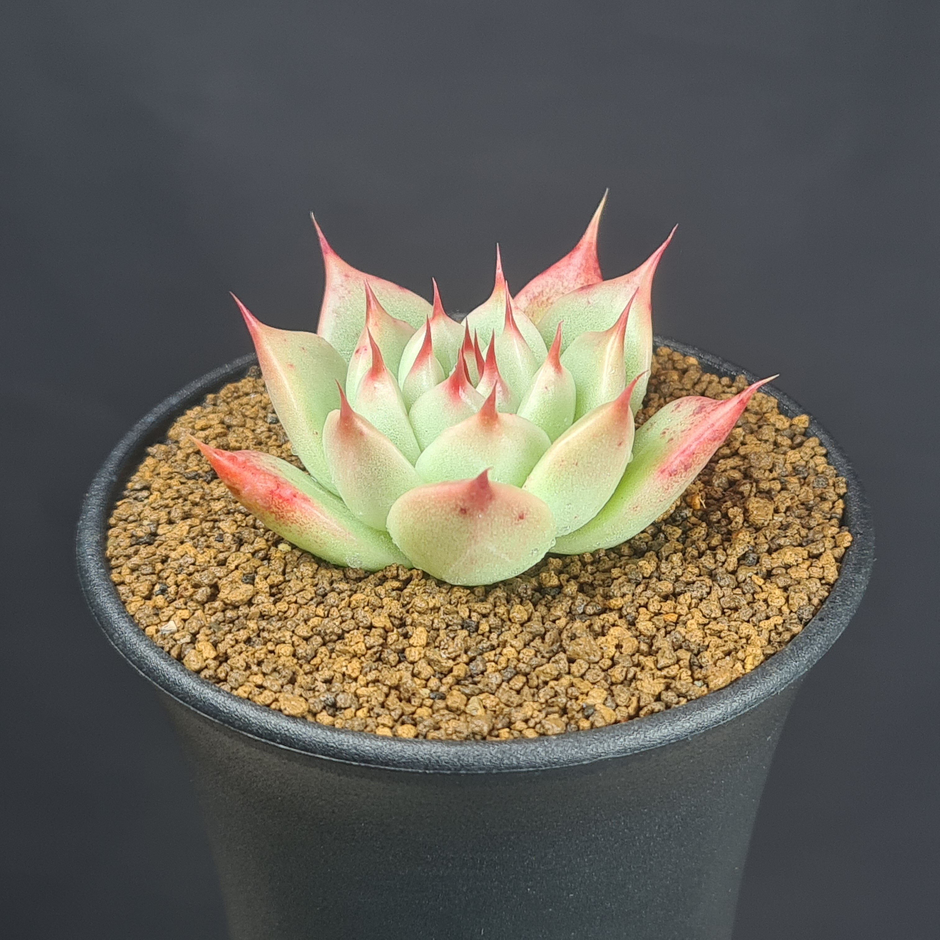 エケベリア・トスカネリ 9cm鉢 カクタス長田 ベンケイソウ科 多肉植物 ロゼット 珍奇植物 サキュレントプランツ 交配種 ハイブリッド