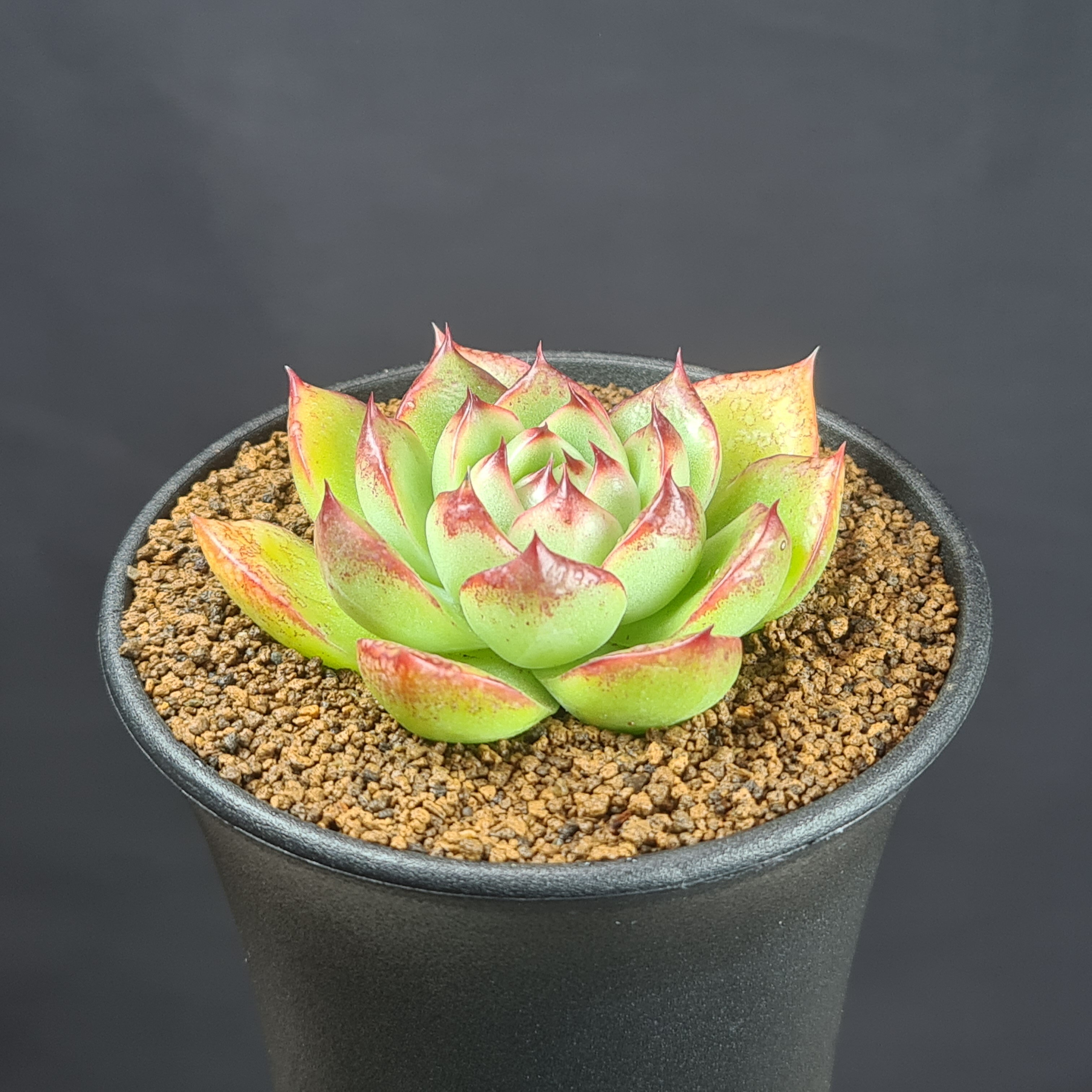エケベリア・ムーンストーン 9cm鉢 カクタス長田 ベンケイソウ科 多肉植物 ロゼット 珍奇植物 サキュレントプランツ 交配種 ハイブリッド