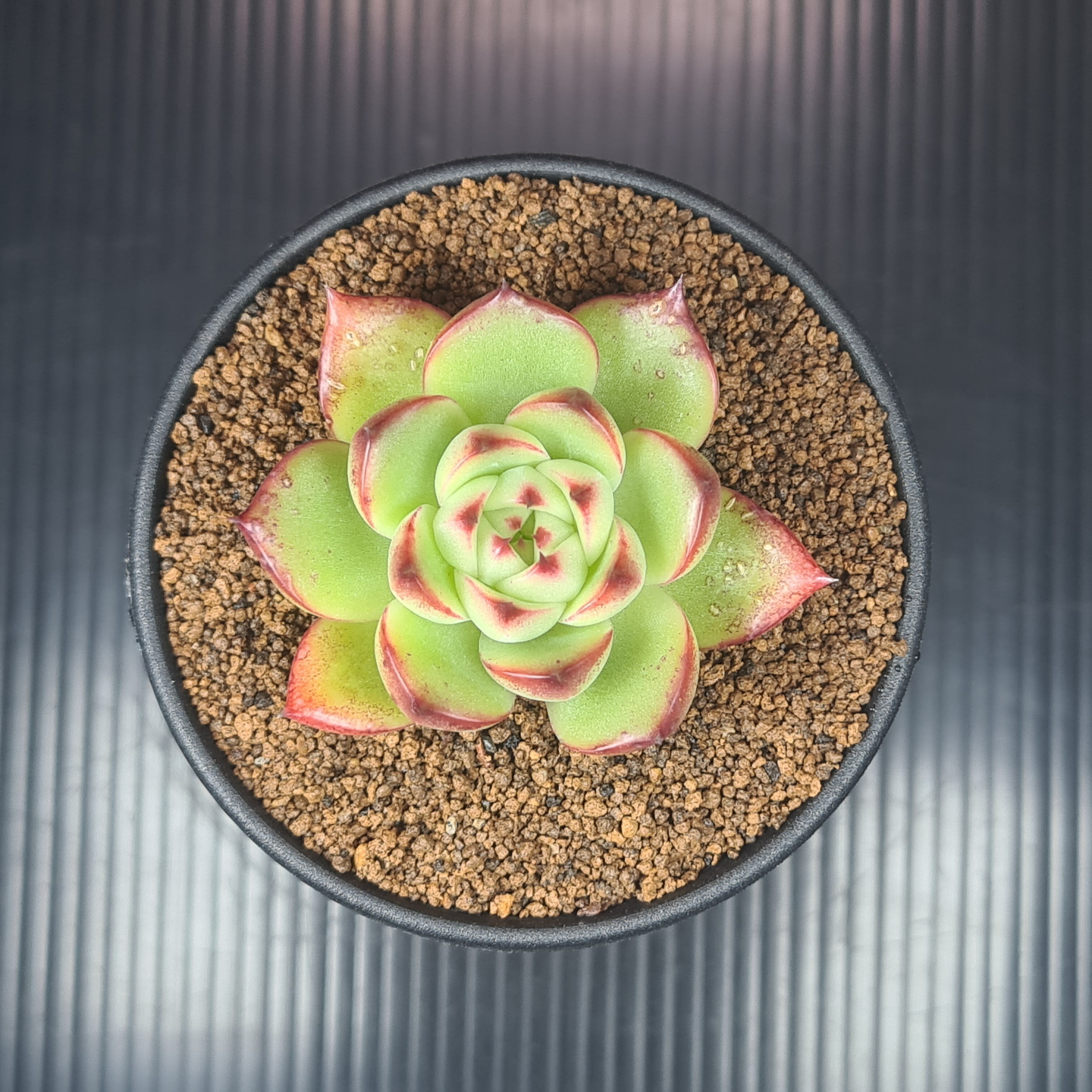 エケベリア・ムーンストーン 9cm鉢 カクタス長田 ベンケイソウ科 多肉植物 ロゼット 珍奇植物 サキュレントプランツ 交配種 ハイブリッド
