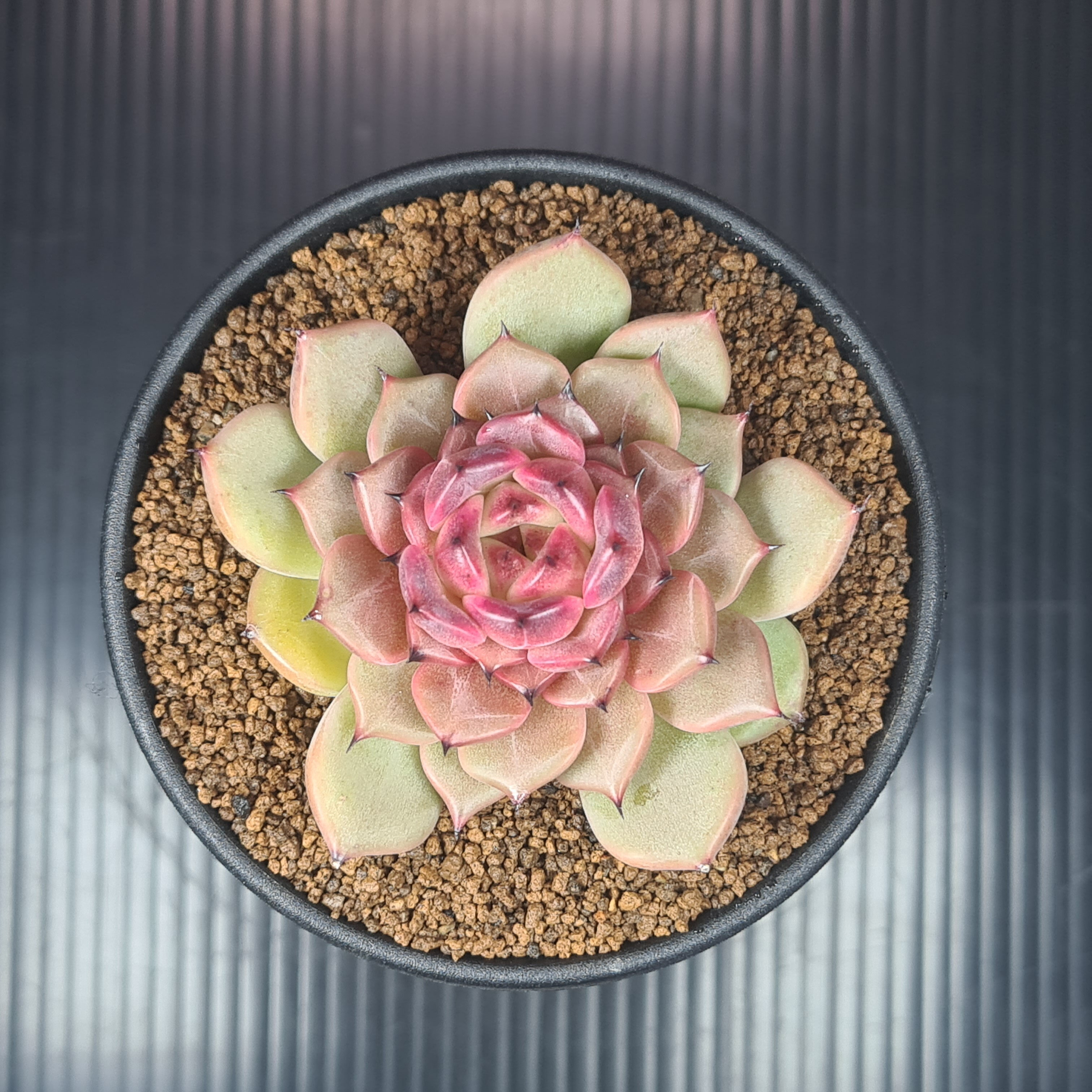 エケベリア・ディバインフルート 9cm鉢 カクタス長田 ベンケイソウ科 多肉植物 ロゼット 珍奇植物 サキュレントプランツ 交配種 ハイブリッド