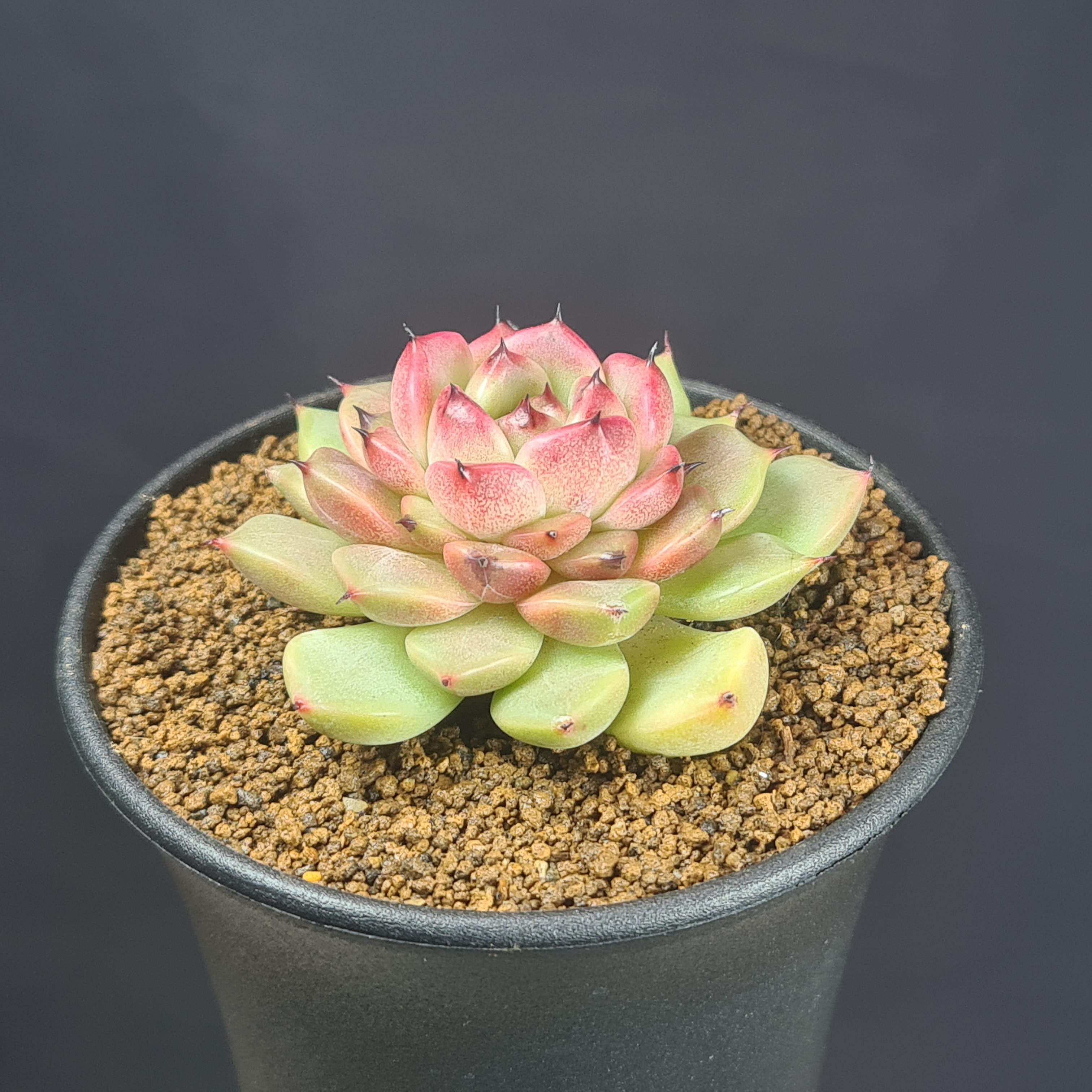 エケベリア・ディバインフルート 9cm鉢 カクタス長田 ベンケイソウ科 多肉植物 ロゼット 珍奇植物 サキュレントプランツ 交配種 ハイブリッド