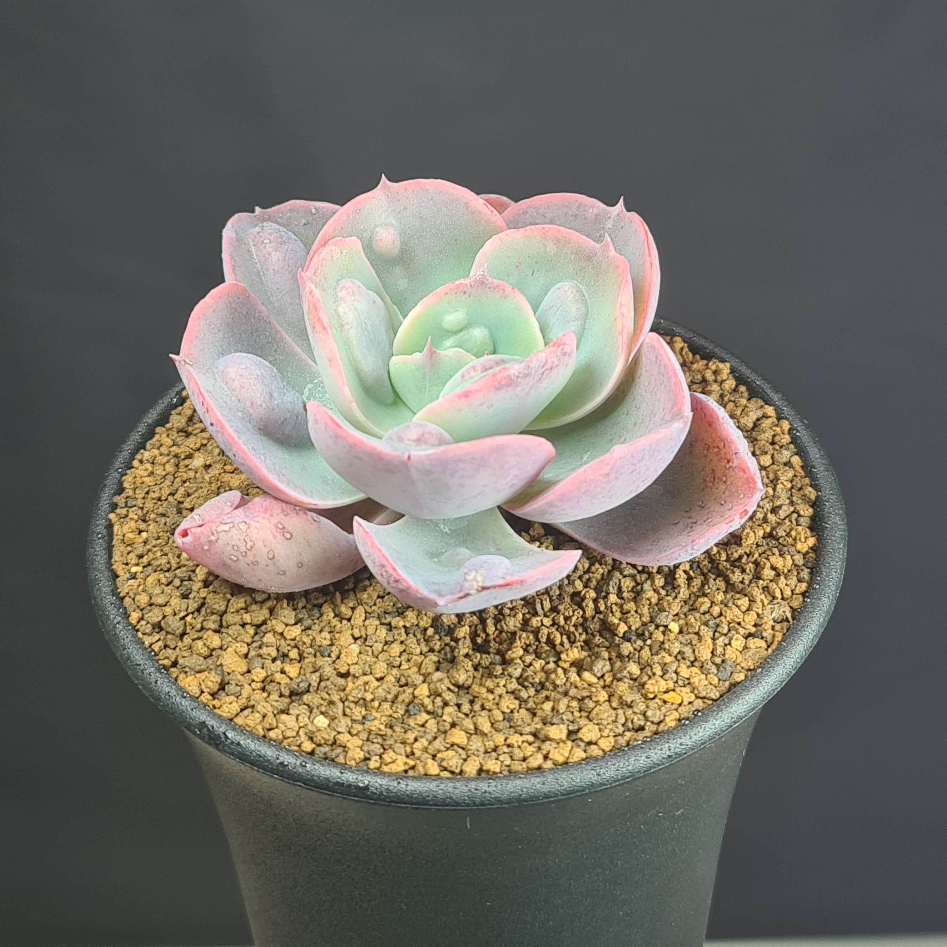 エケベリア・ハートディライト 9cm鉢 カクタス長田 ベンケイソウ科 多肉植物 多年草 珍奇植物 サキュレントプランツ ロゼット ハーツディライト