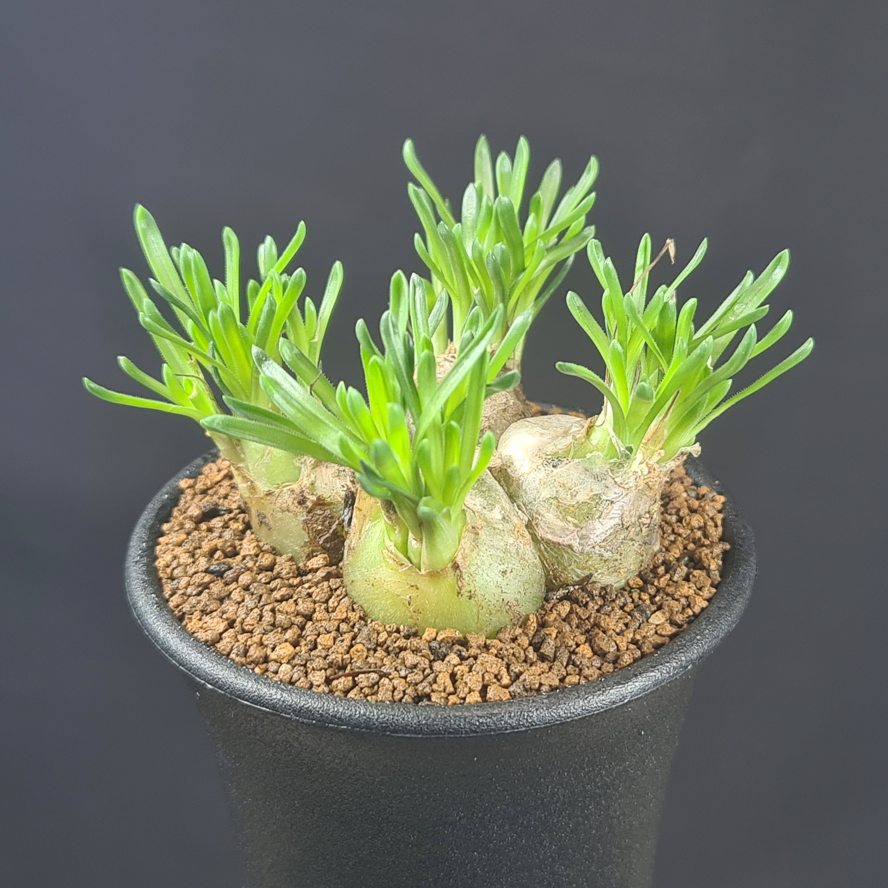 楽天市場】ケープバルブ（観葉植物｜花・観葉植物）：花・ガーデン