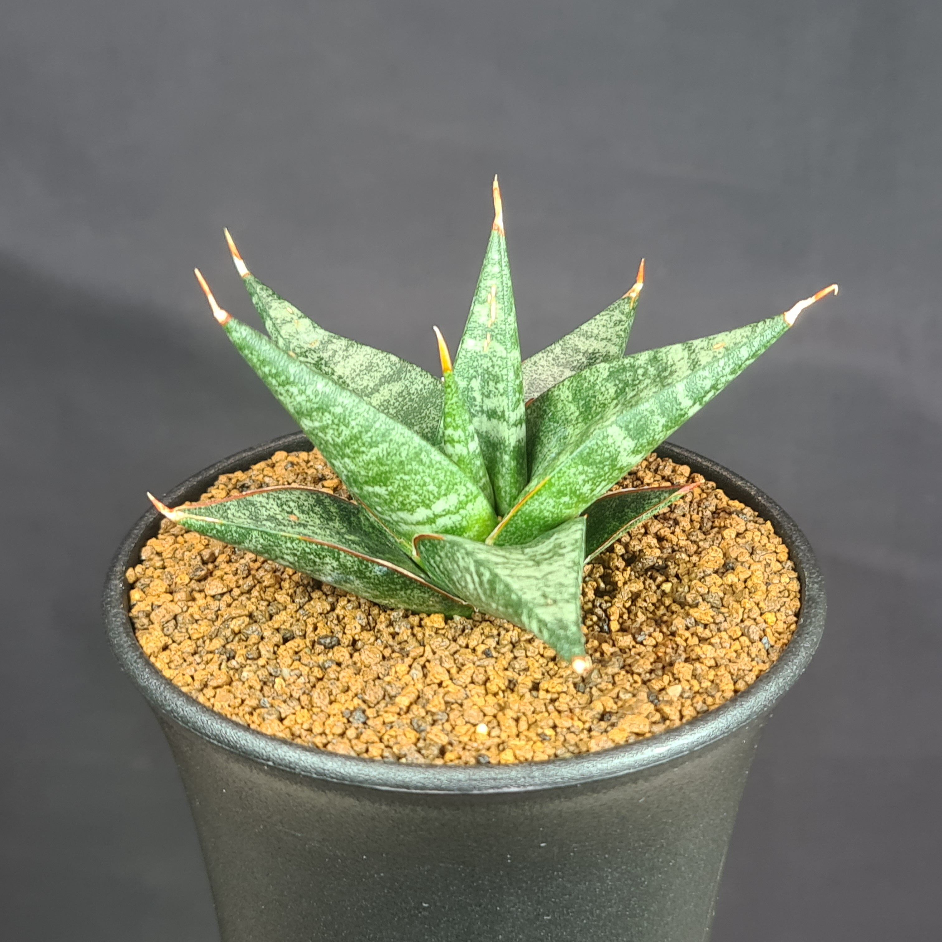 Rakuten - サンセベリア・ブラックダイアモンド 9cm鉢 キジカクシ科 多肉植物 サンスベリア 珍奇植物 サキュレントプランツ 観葉植物 シャープ葉 ロゼット