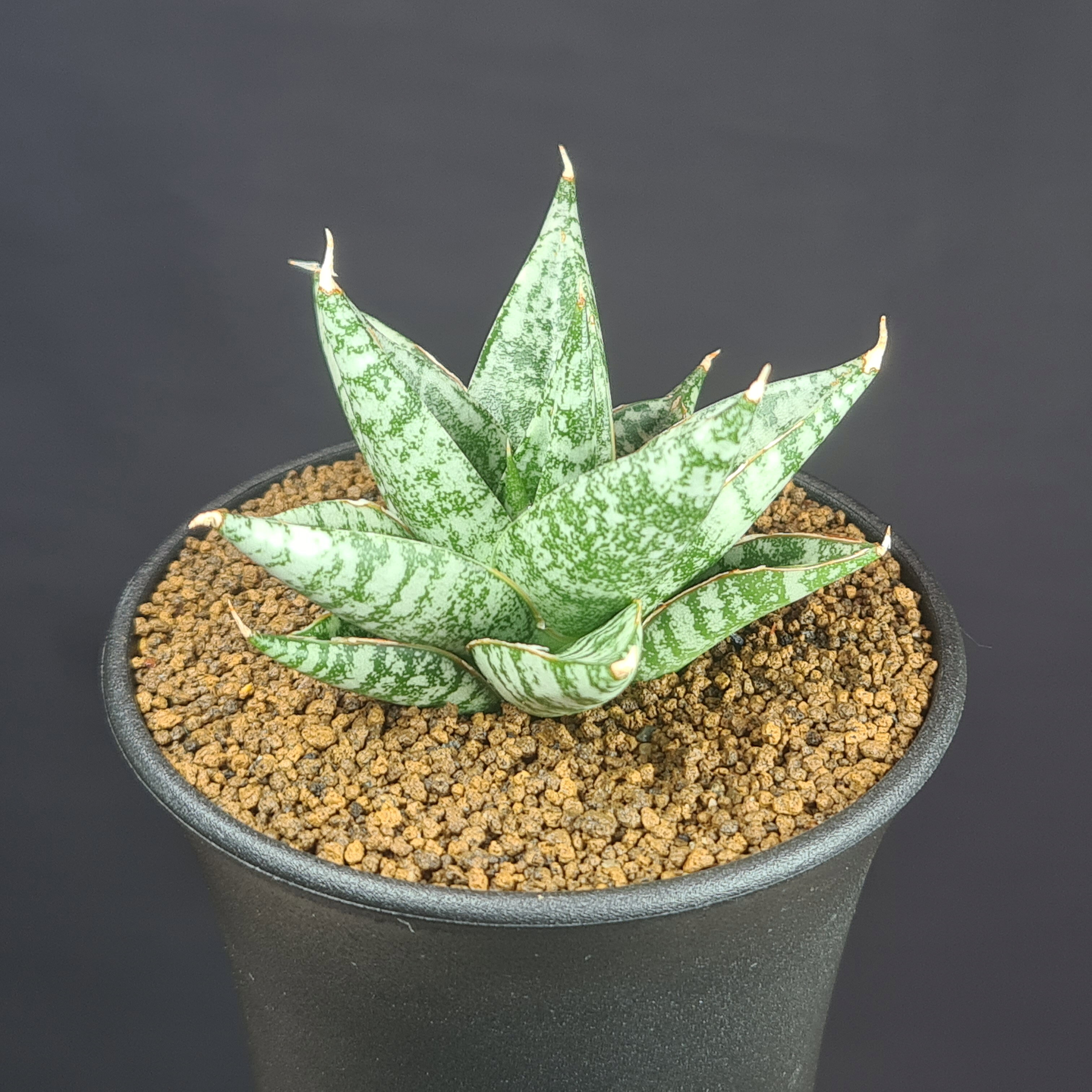 Rakuten - サンセベリア・ゼブラ 9cm鉢 キジカクシ科 多肉植物 サンスベリア 珍奇植物 サキュレントプランツ 観葉植物 幼苗 葉模様