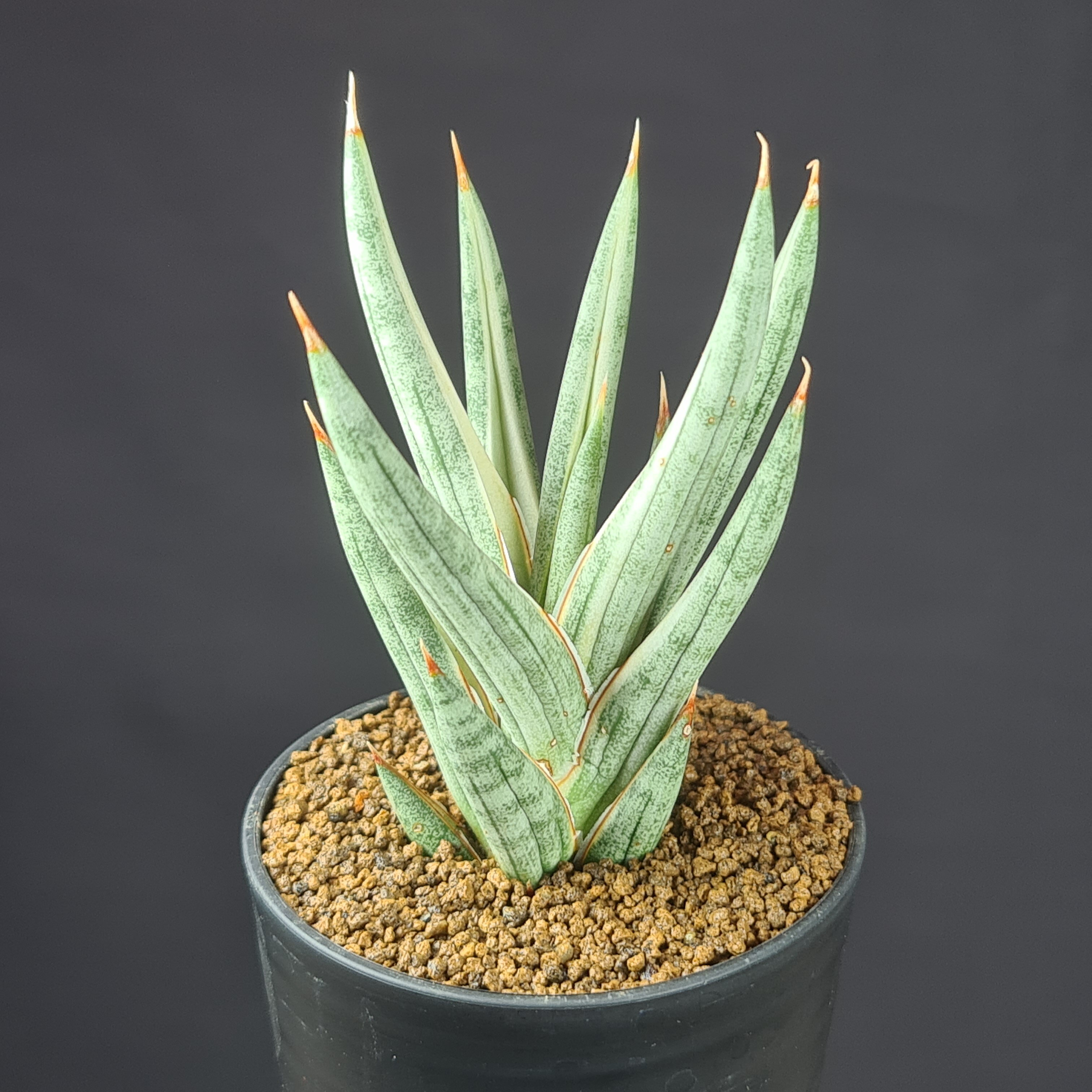 Other - サンセベリア・フランシシー バリエガータ 2.5号鉢 キジカクシ科 多肉植物 サンスベリア 珍奇植物 サキュレントプランツ 観葉植物 針葉系 斑入り品種