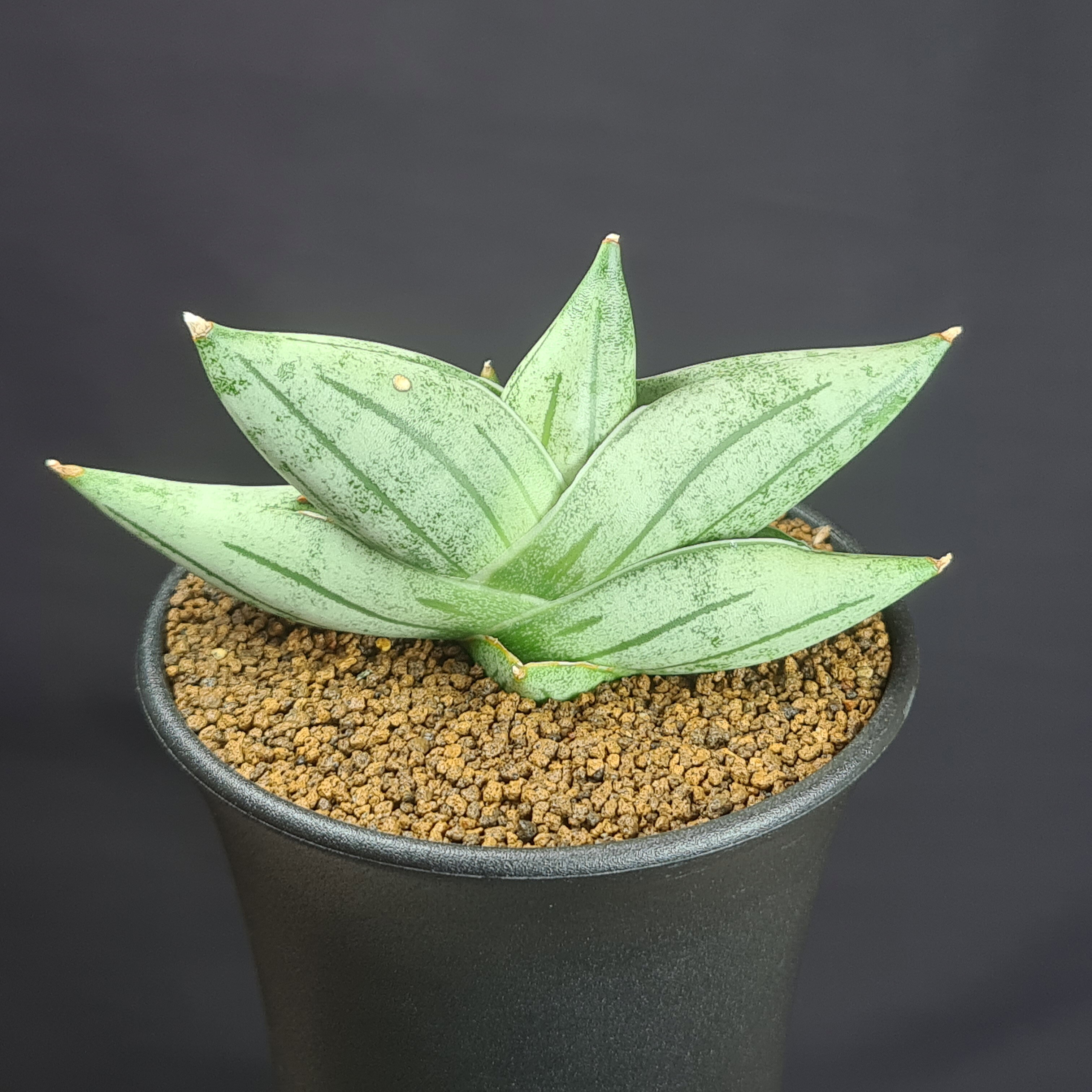 楽天市場】観葉植物 サンスベリア（サイズ（植木鉢）～ 3号）の通販