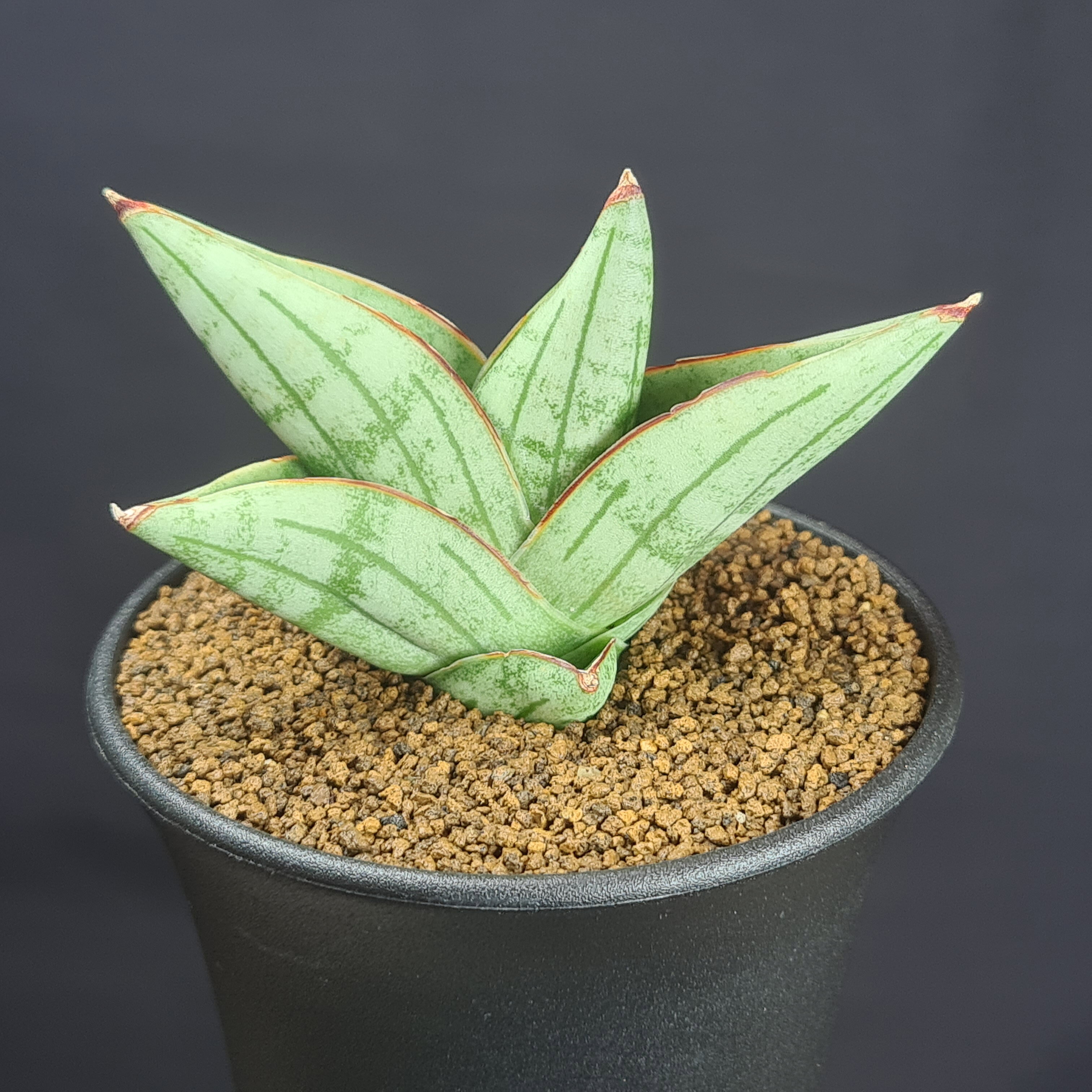 サンセベリア・ナミ 9cm鉢 キジカクシ科 多肉植物 サンスベリア 珍奇植物 サキュレントプランツ 観葉植物 肉厚葉 小型種