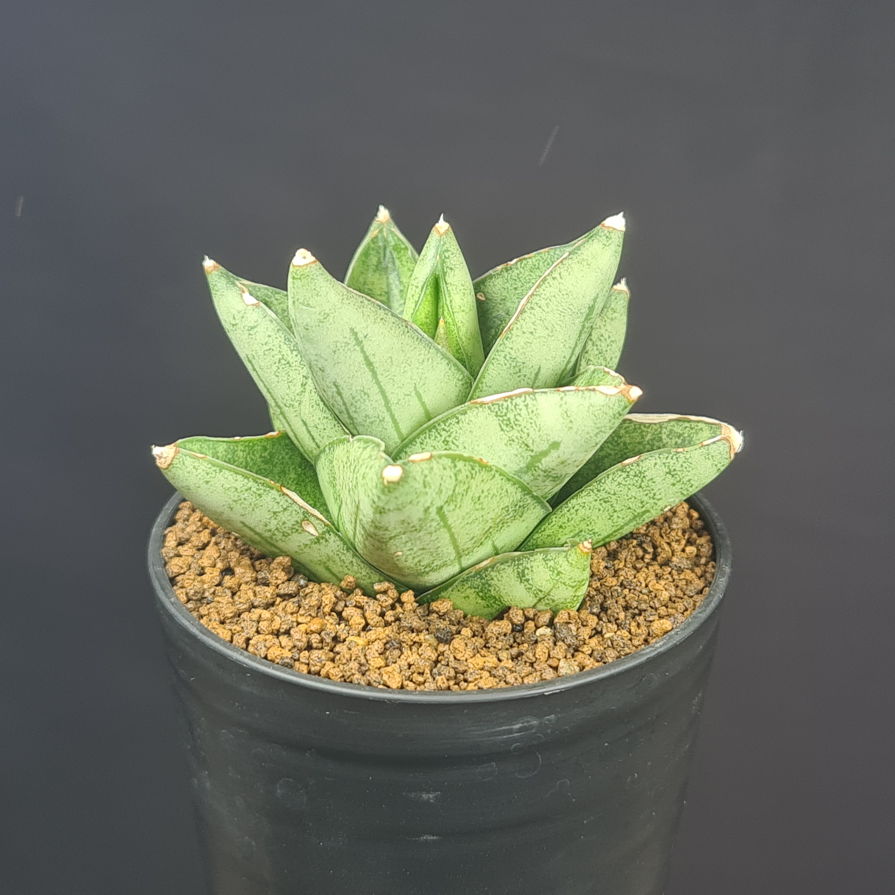 サンセベリア・ドリアン 2.5号鉢 キジカクシ科 多肉植物 サンスベリア 珍奇植物 サキュレントプランツ 観葉植物 小型種 肉厚葉