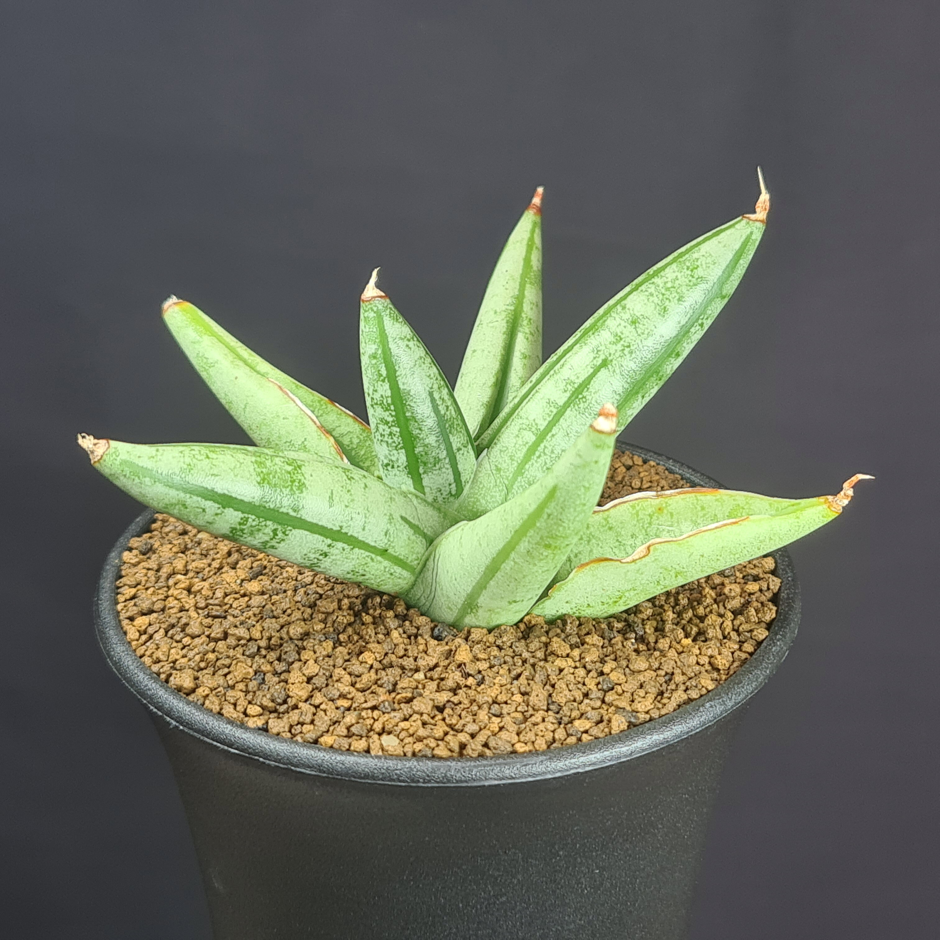 楽天市場】サンスベリア ファーンウッド（種類（植物）サンスベリア