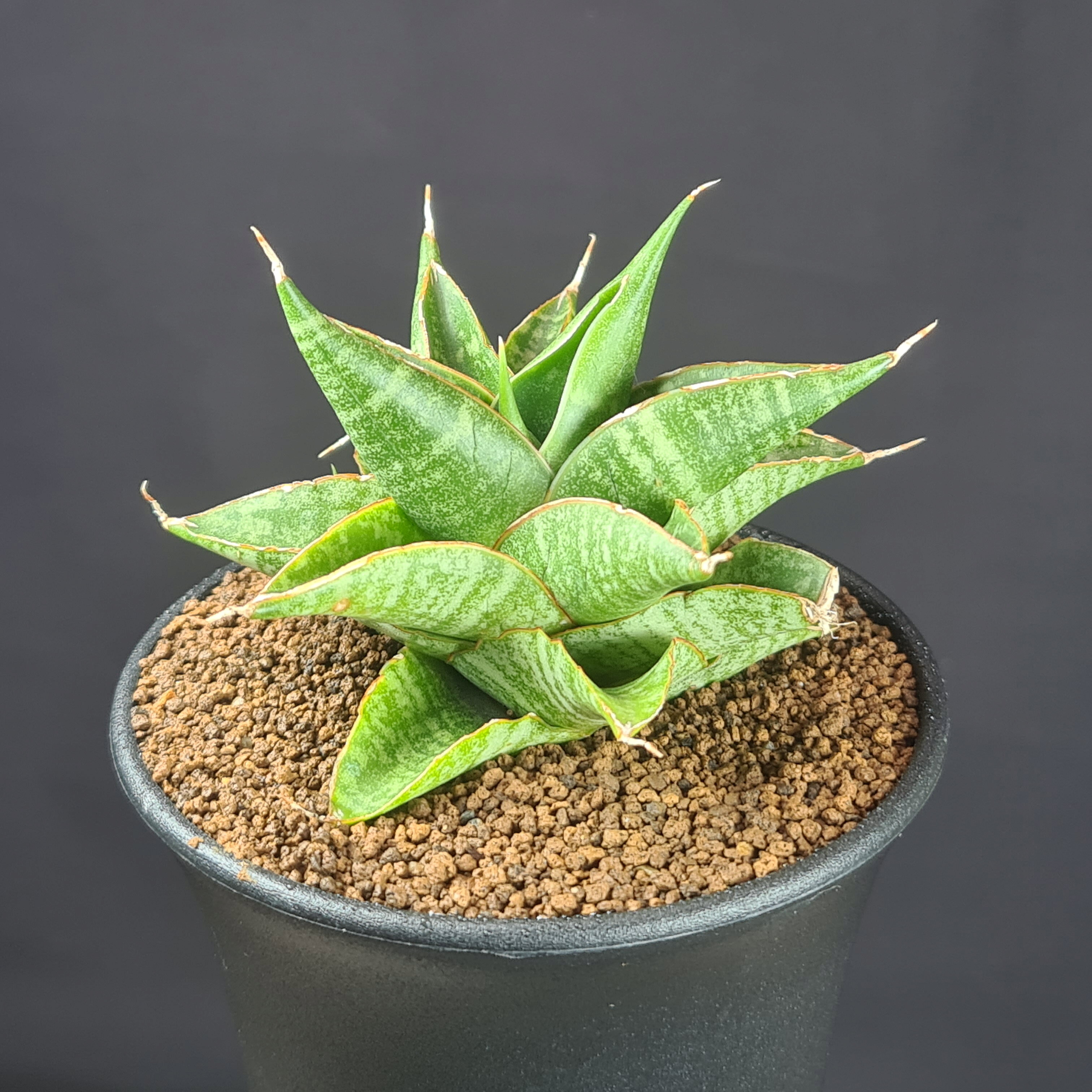 サンセベリア・シンドロ 9cm鉢 キジカクシ科 多肉植物 サンスベリア 珍奇植物 サキュレントプランツ 観葉植物 螺旋展開葉 タワータイプ
