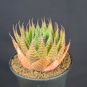 アロエ・王妃綾錦 9cm鉢 カクタス長田 多肉植物 珍奇植物 サキュレントプランツ ロゼット 幅広葉 ガステラロエ アリスタータ