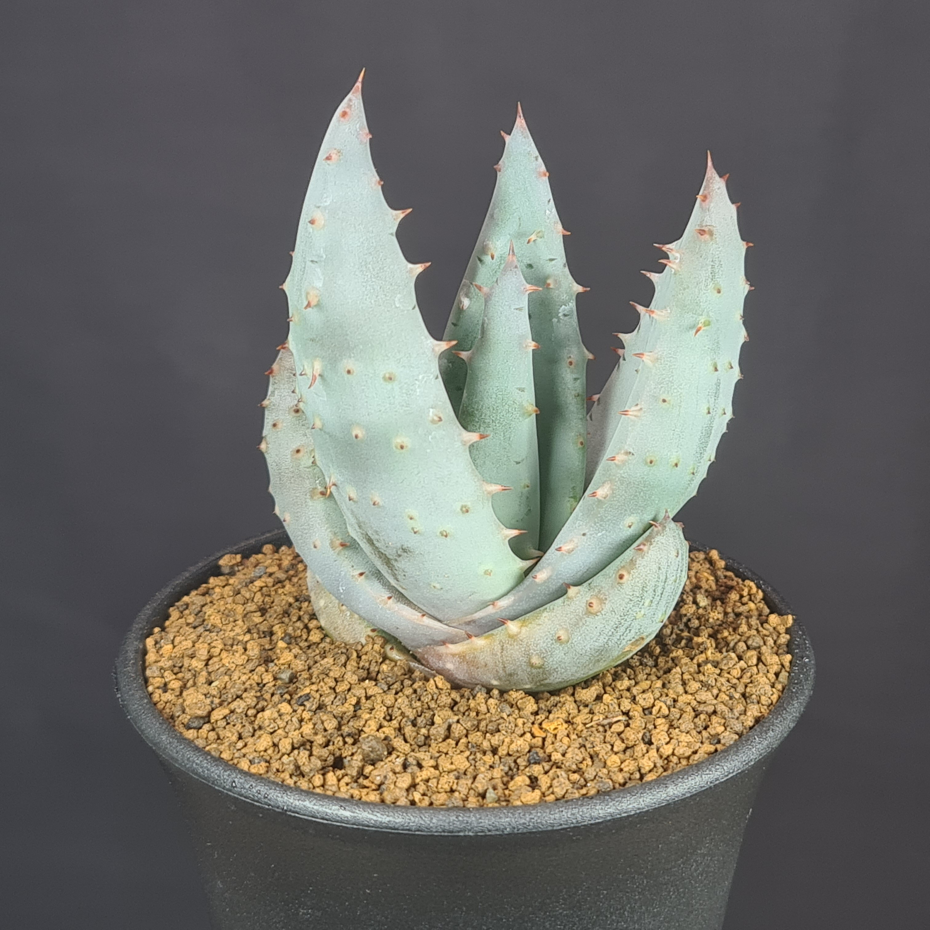 アロエ・レイツィー 9cm鉢 カクタス長田 ユリ科 多肉植物 ススキノキ科 珍奇植物 サキュレントプランツ..