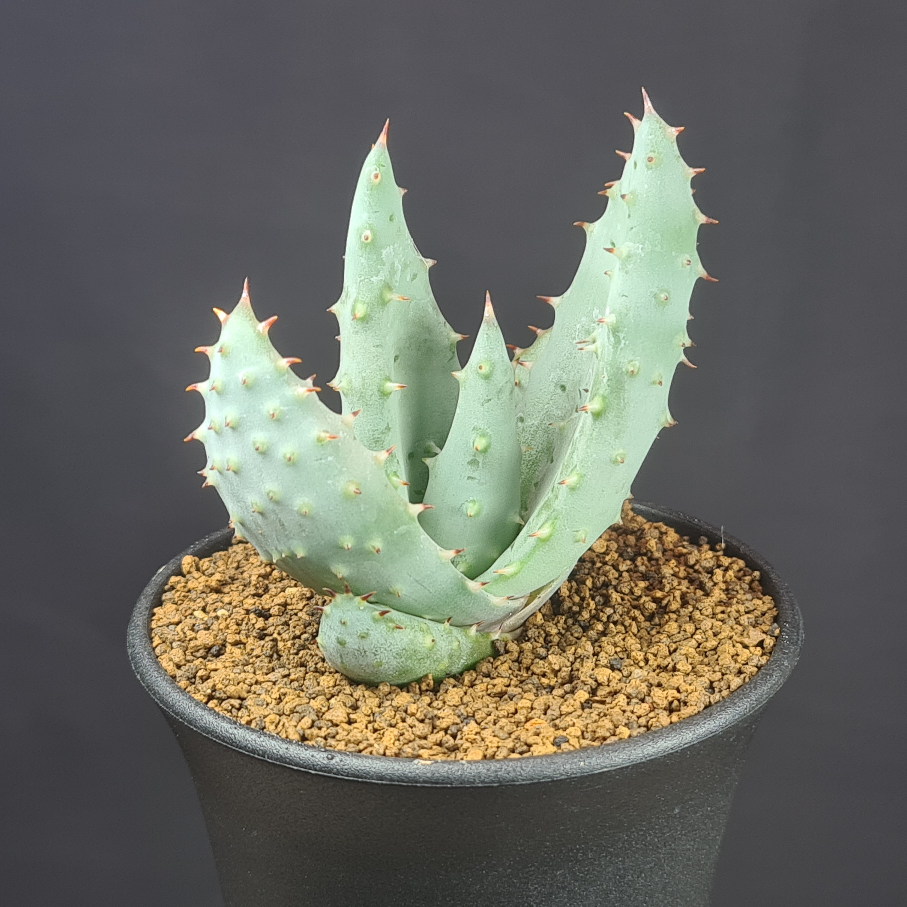 ���������쥤�ĥ��� 9cmȭ ��������Ĺ�� ���� ¿����ʪ �������Υ��� ����ʪ ��������ȥץ��� �����å� �饤�ĥ���