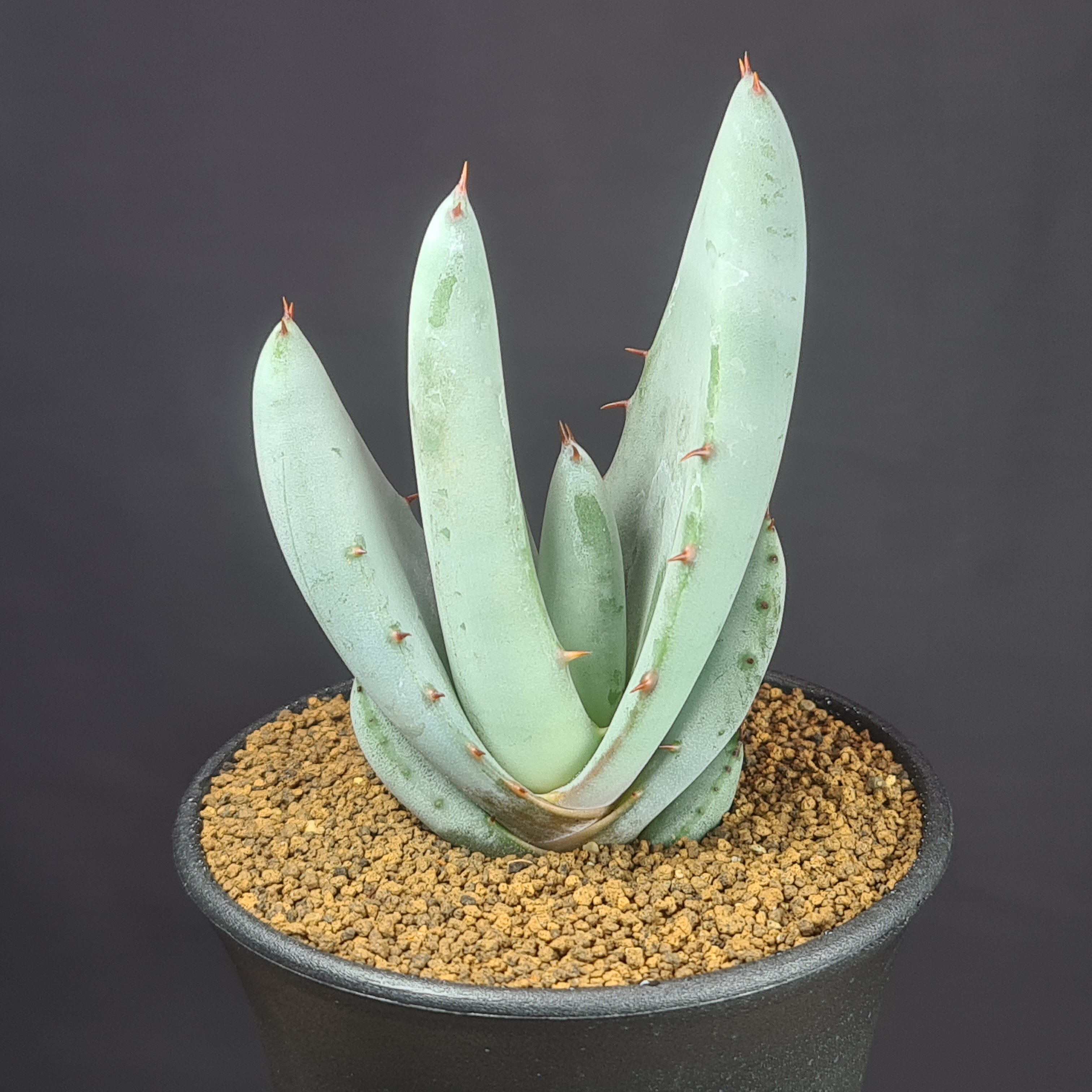 アロエ・ペトリコーラ 9cm鉢 カクタス長田 ペトリコラ 美竜ロカイ 巴里錦 ツルボラン科 多肉植物 珍奇..