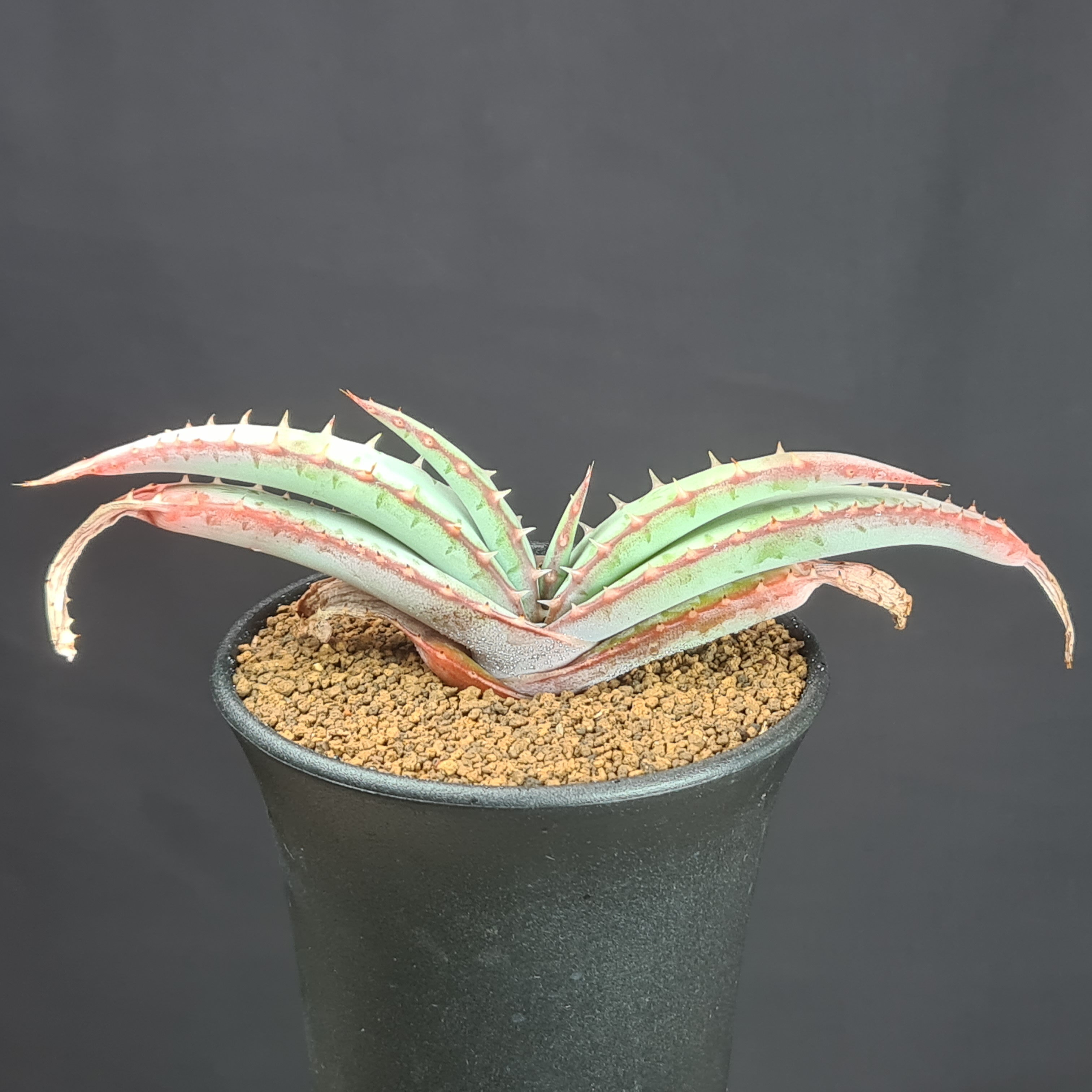 Other - アロエ・スプラフォリアータ 9cm鉢 カクタス長田 ススキノキ科 多肉植物 ブックアロエ 珍奇植物 サキュレントプランツ 南アフリカ原産 左右に広がる葉