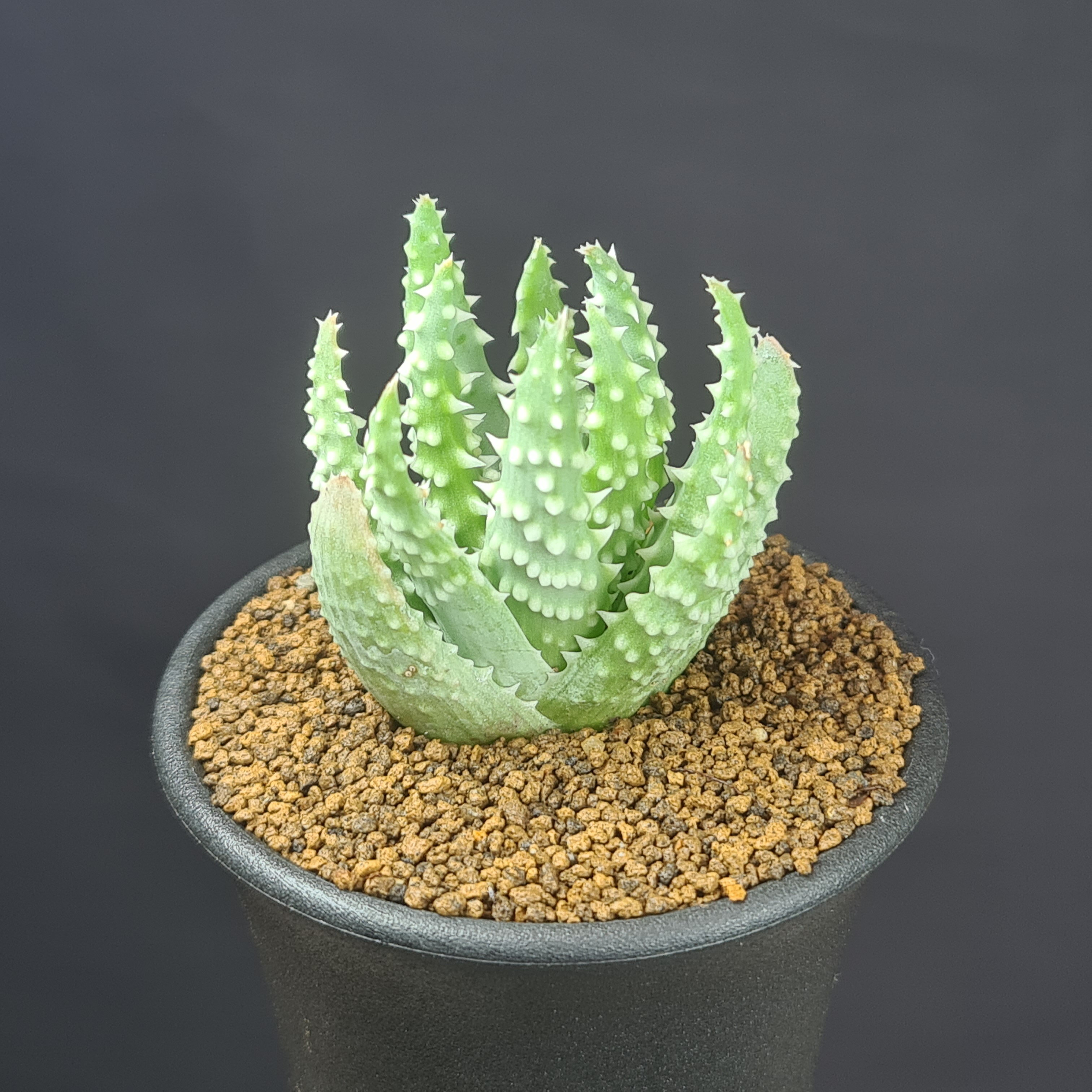 楽天市場】珍奇植物（種類（植物）アロエ）の通販