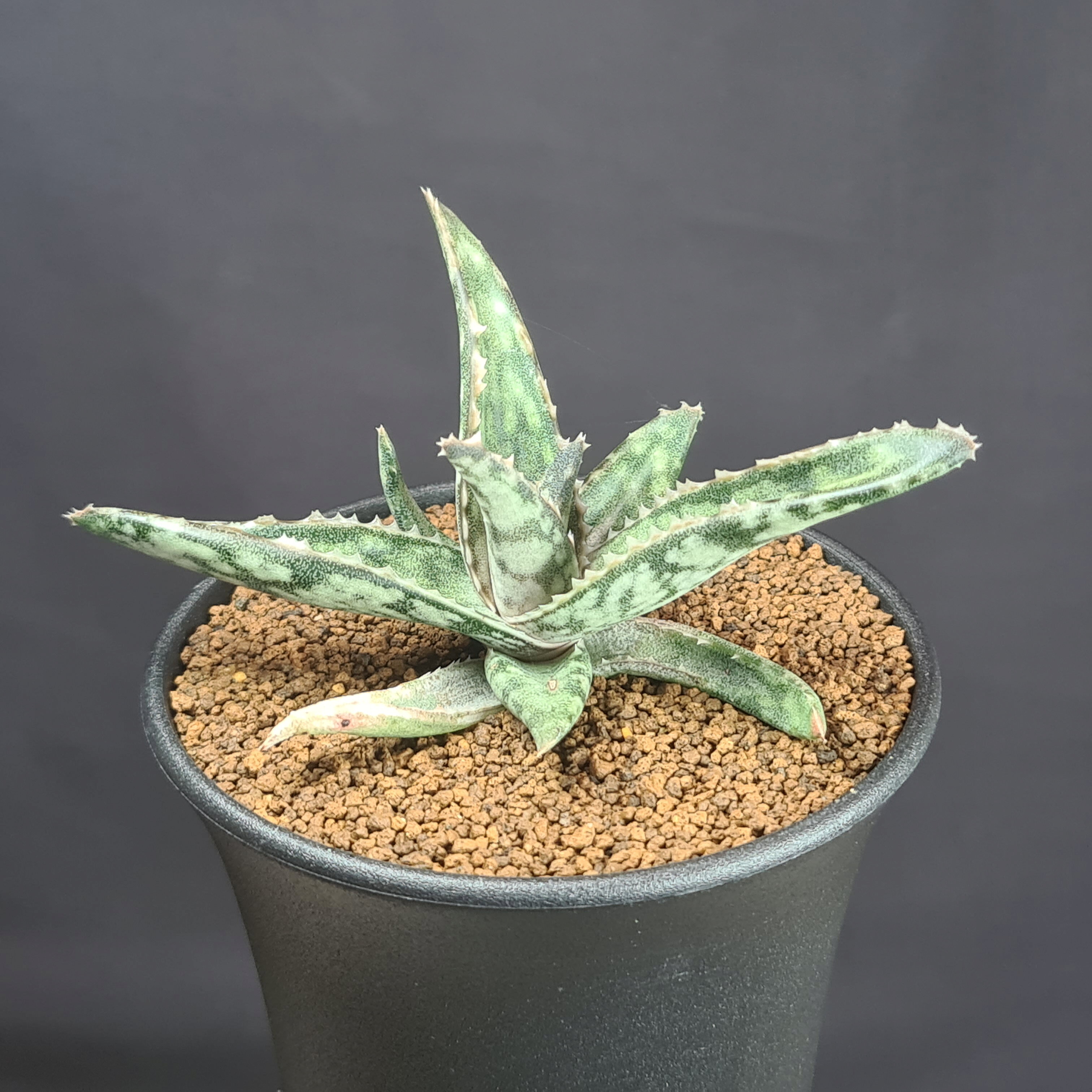 楽天市場】観葉植物（種類（植物）アロエ・サイズ（植木鉢）～ 3号