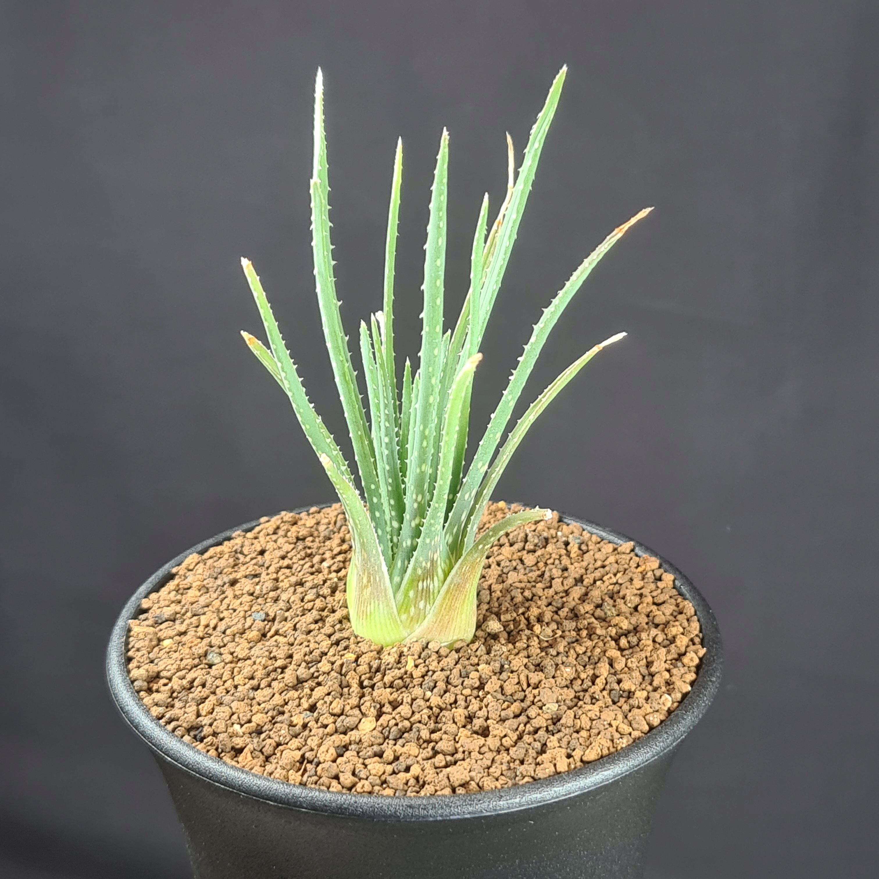 楽天市場】多肉植物（種類（植物）アロエ）の通販