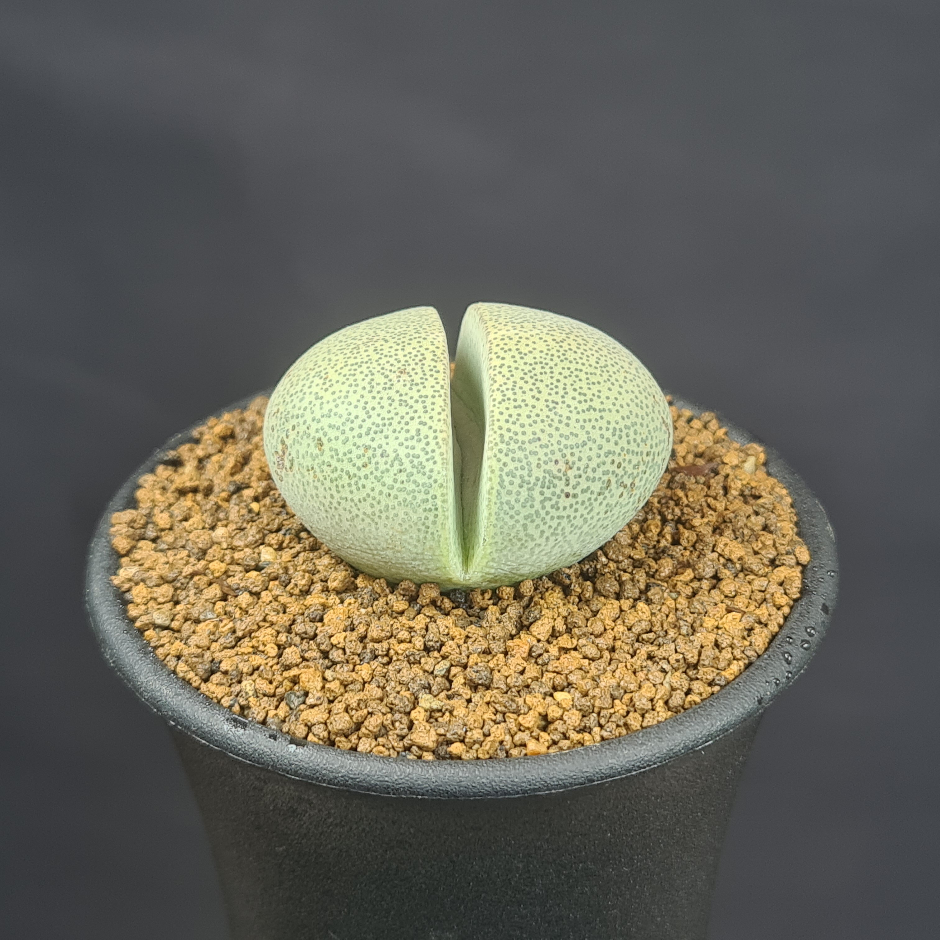 プレイオスピロス・帝玉 7.5cm鉢 カクタス長田 ハマミズナ科 ネリー 冬型メセン 脱皮植物 ぺブルプランツ 多肉植物 珍奇植物