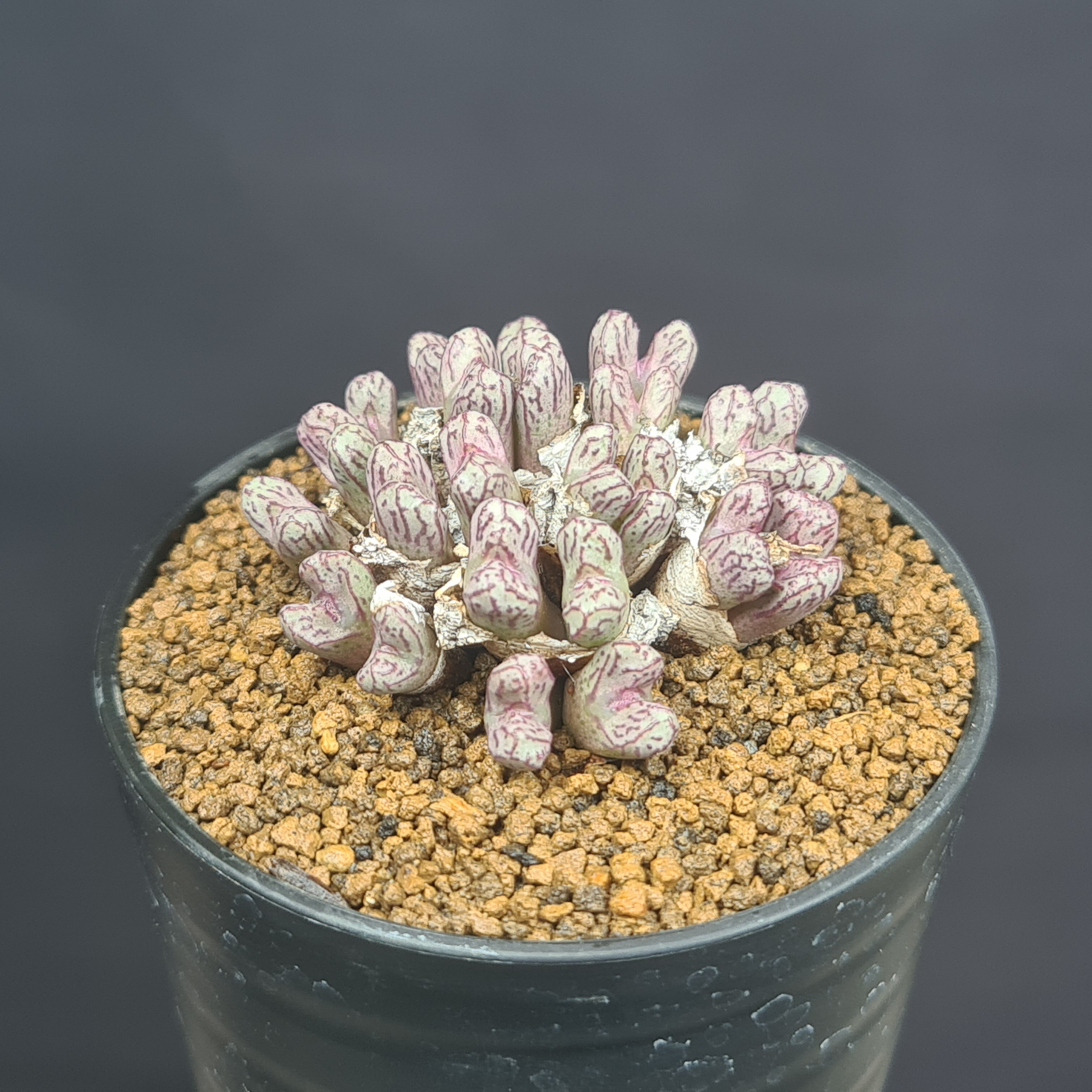 コノフィツム・大型ルックホッフィー...