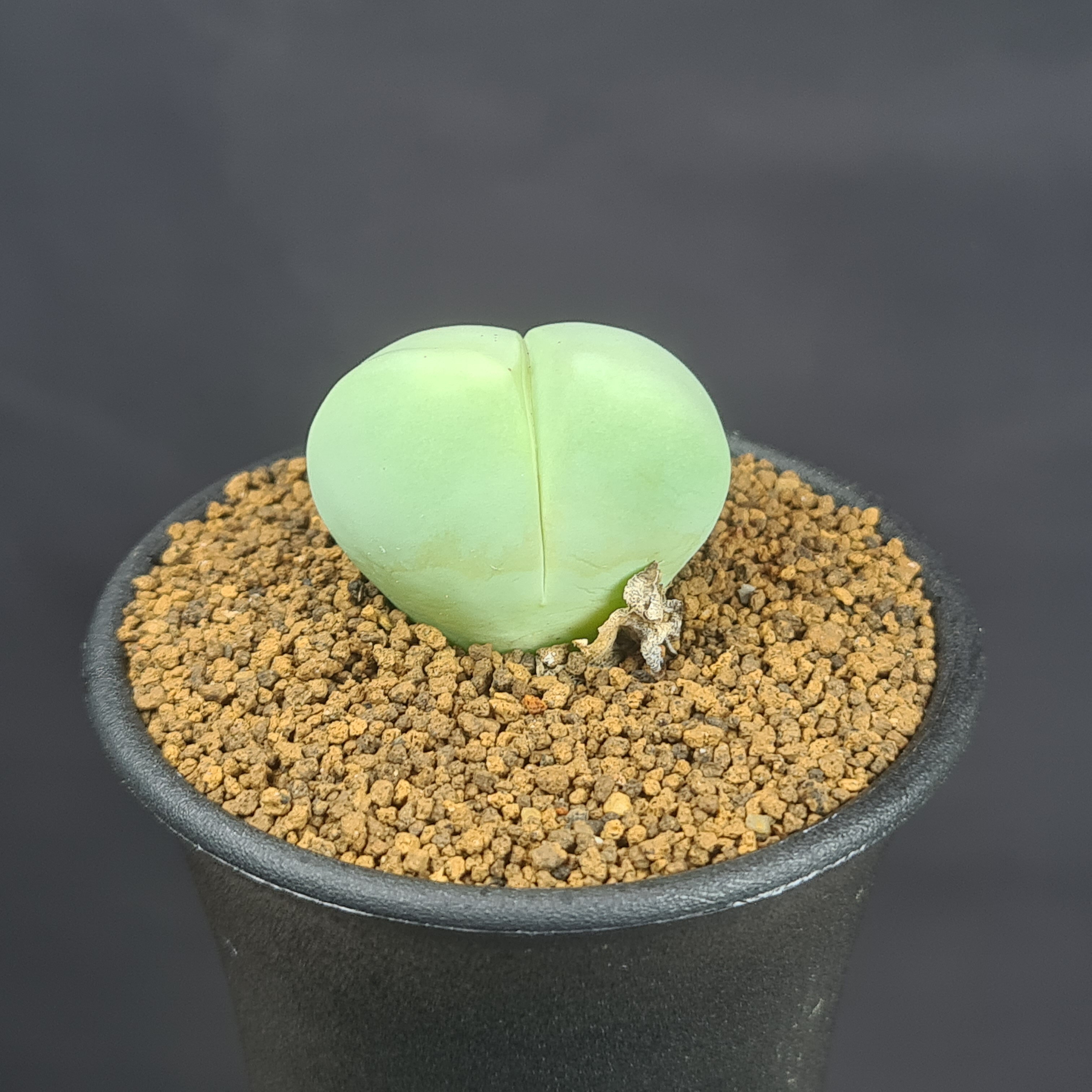 ギバエウム・銀光玉 7.5cm鉢 カクタス長田 ハマミズナ科 ヒーシー 冬型メセン 脱皮植物 多肉植物 珍奇植物 女仙のサムネイル