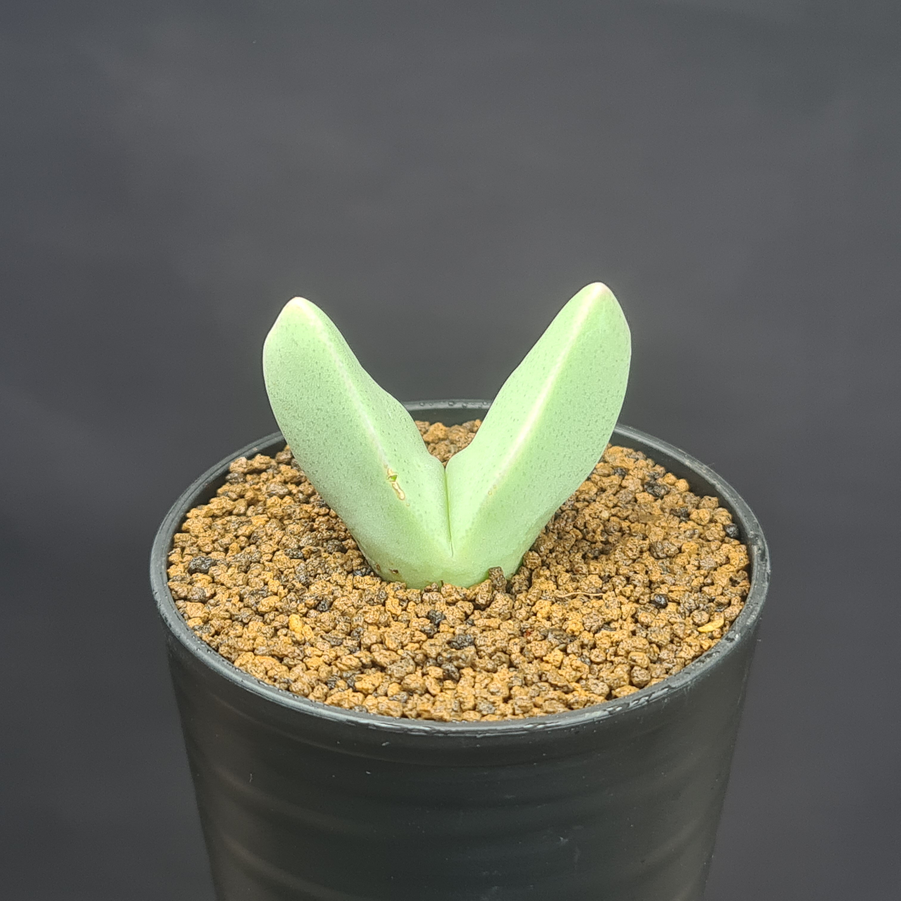 コノフィツム・ヘレアンサス亜種レックス PV1027 Rooiber 7.5cm鉢 カクタス長田 ハマミズナ科 ロカリテ..