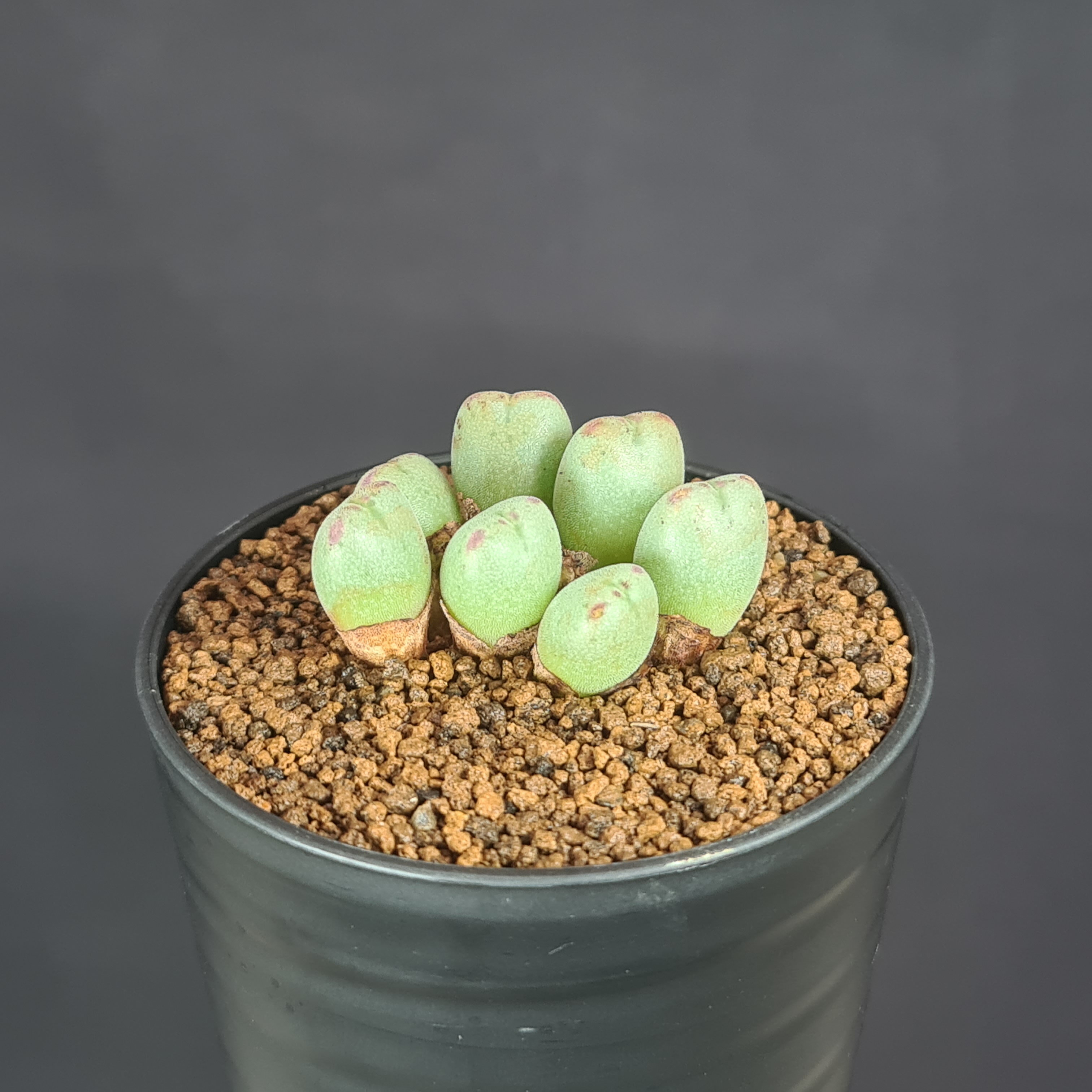 コノフィツム・チャウビニアエ ex PV 7.5cm鉢 カクタス長田 ハマミズナ科 冬型 メセン 脱皮植物 多肉植..