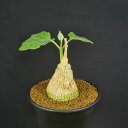 マテレア・シクロフィラ 9cm鉢 カクタス長田 ガガイモ科 龜甲蘿藦 多肉植物 コーデックス 塊根植物 珍奇植物 コルク質肌