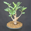 センナ・メリディオナリス 7.5cm鉢 カクタス長田 マメ科 灌木 多肉植物 コーデックス 塊根植物 珍奇植物 サキュレントプランツ