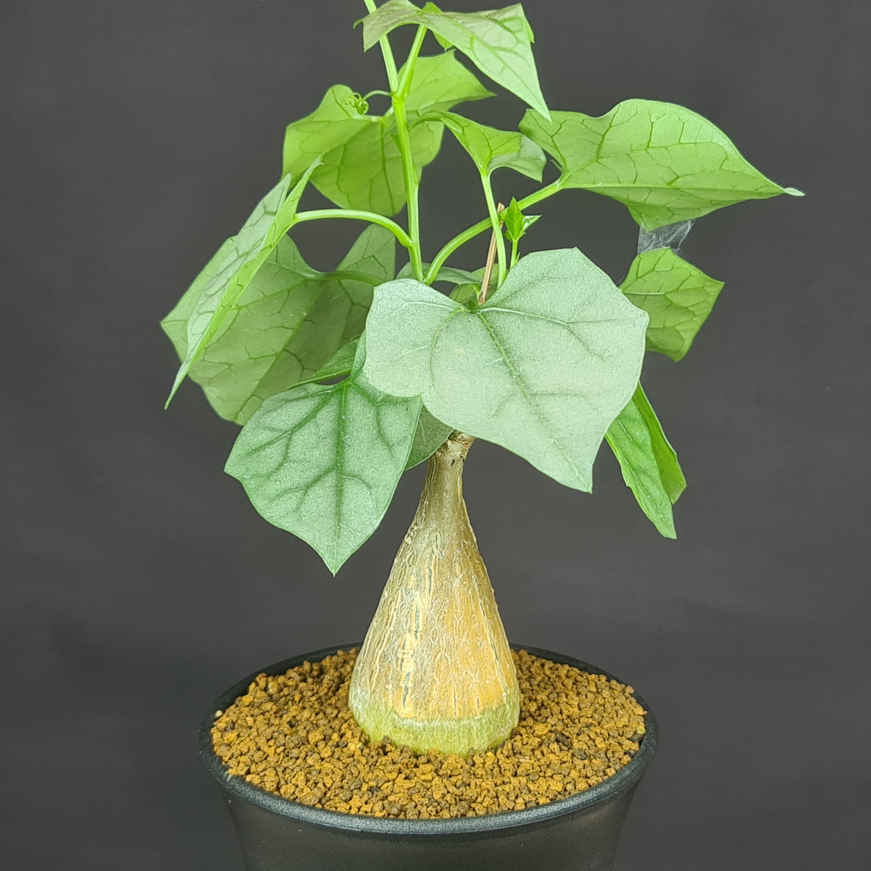 楽天市場】塊根植物（観葉植物｜花・観葉植物）：花・ガーデン・DIYの通販