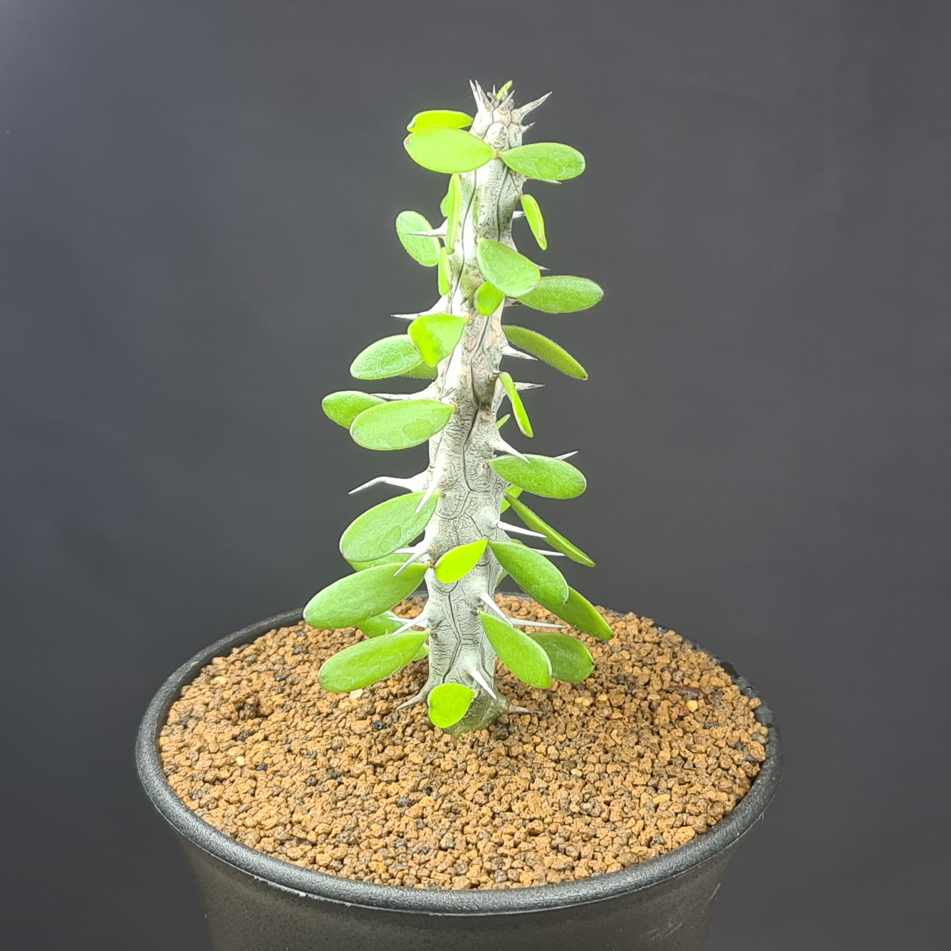 Other - アローディア・プロセラ 亜竜木 9cm鉢 カクタス長田 ディディエレア科 多肉植物 コーデックス 塊根植物 サボテン 珍奇植物 アルアウディア
