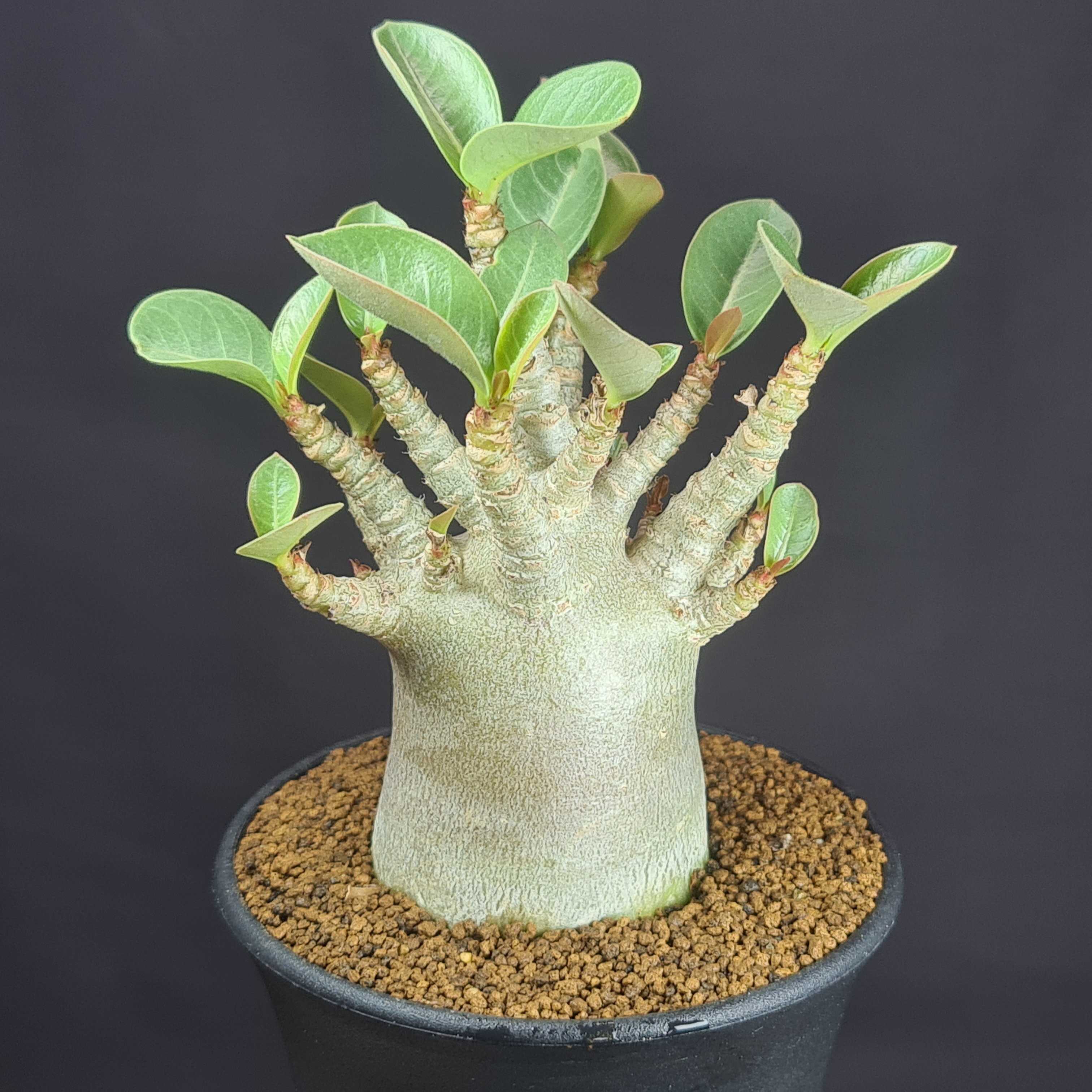 パキプス、アデニウム isla del pescado - Adenium arabicum cv. 'BlackSkin'-アデニウム