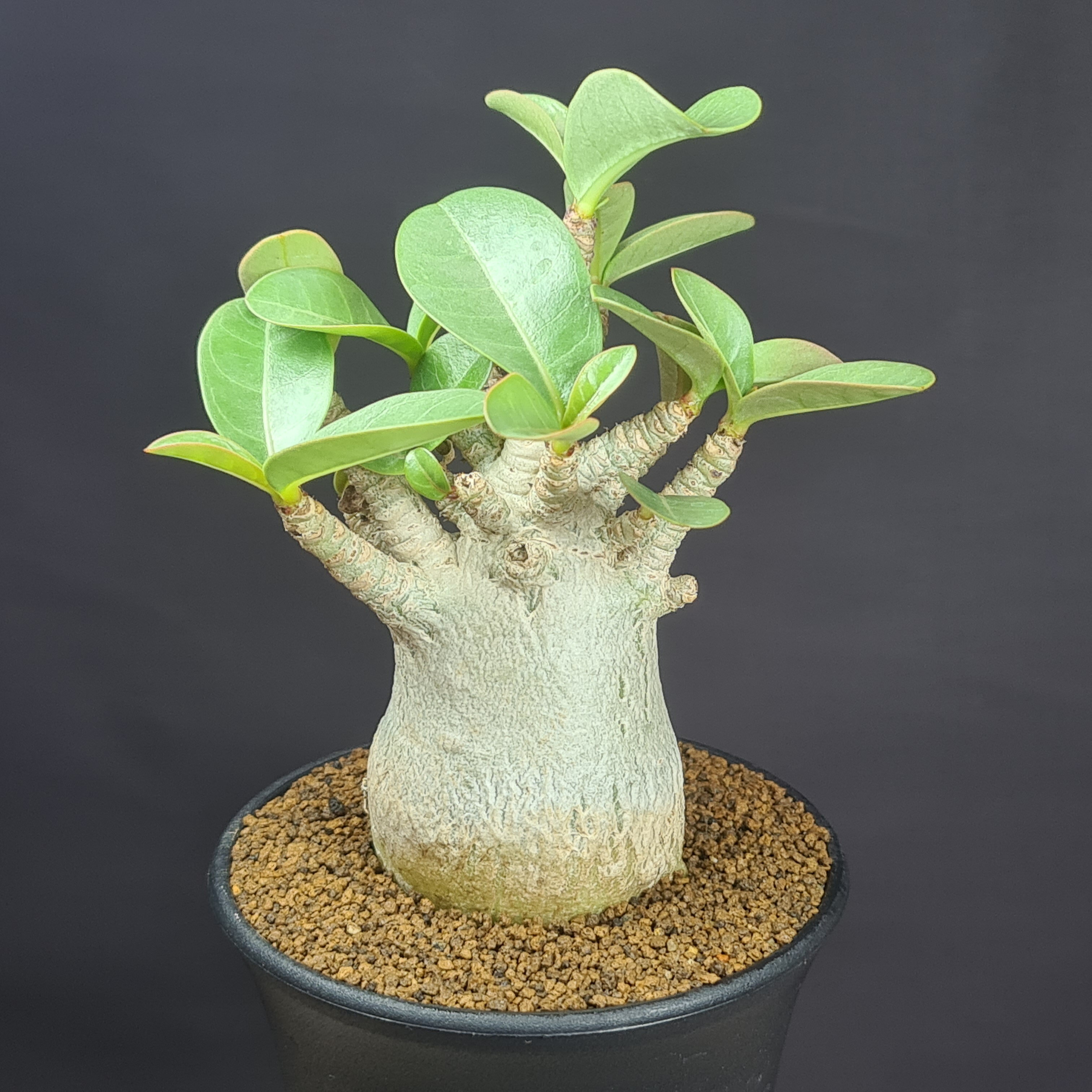 楽天市場】珍奇植物（花・観葉植物｜花・ガーデン・DIY）の通販