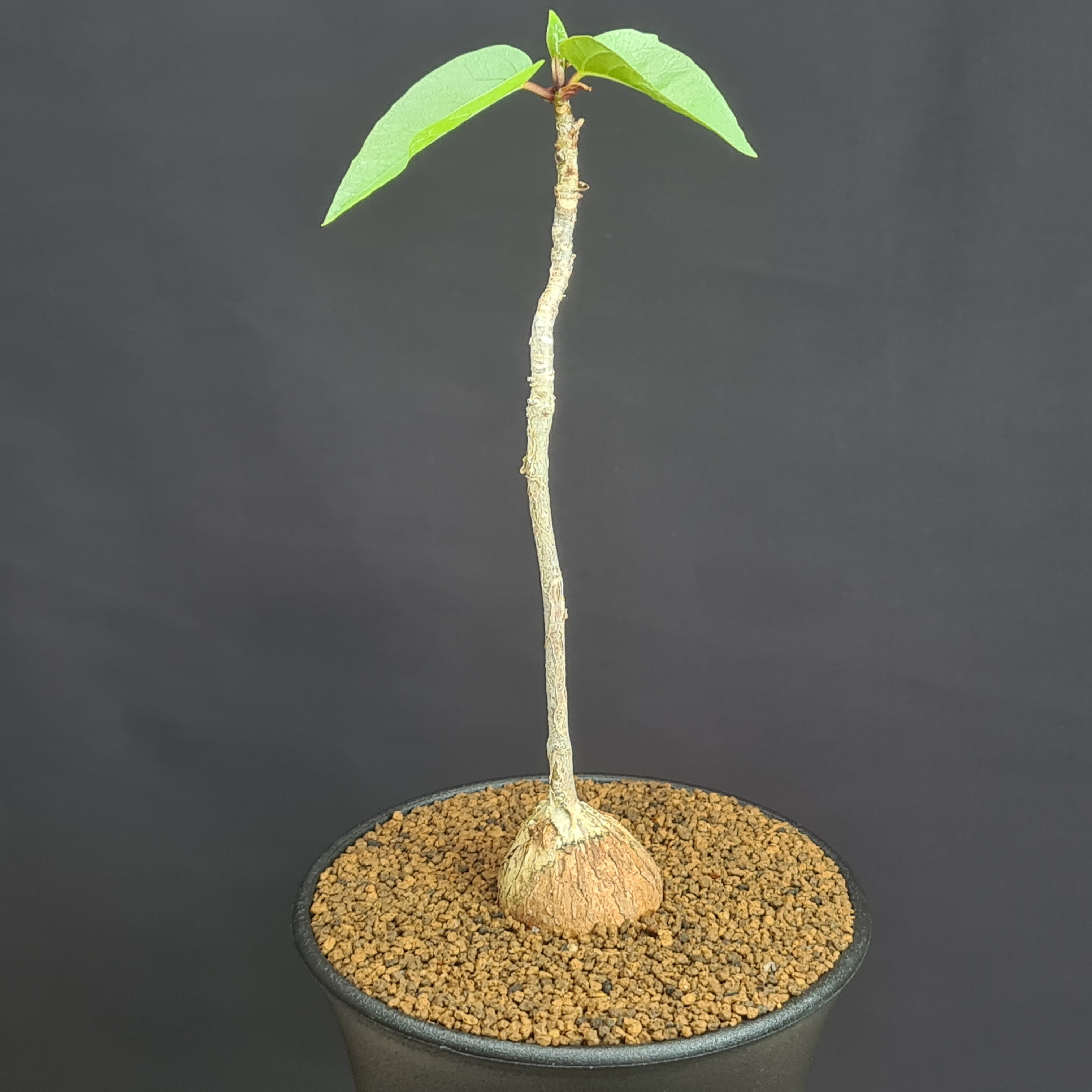 フィカス・パルメリー 9cm鉢 カクタス長田 クワ科 多肉植物 コーデックス 塊根植物 サボテン 珍奇植物 サキュレントプランツ